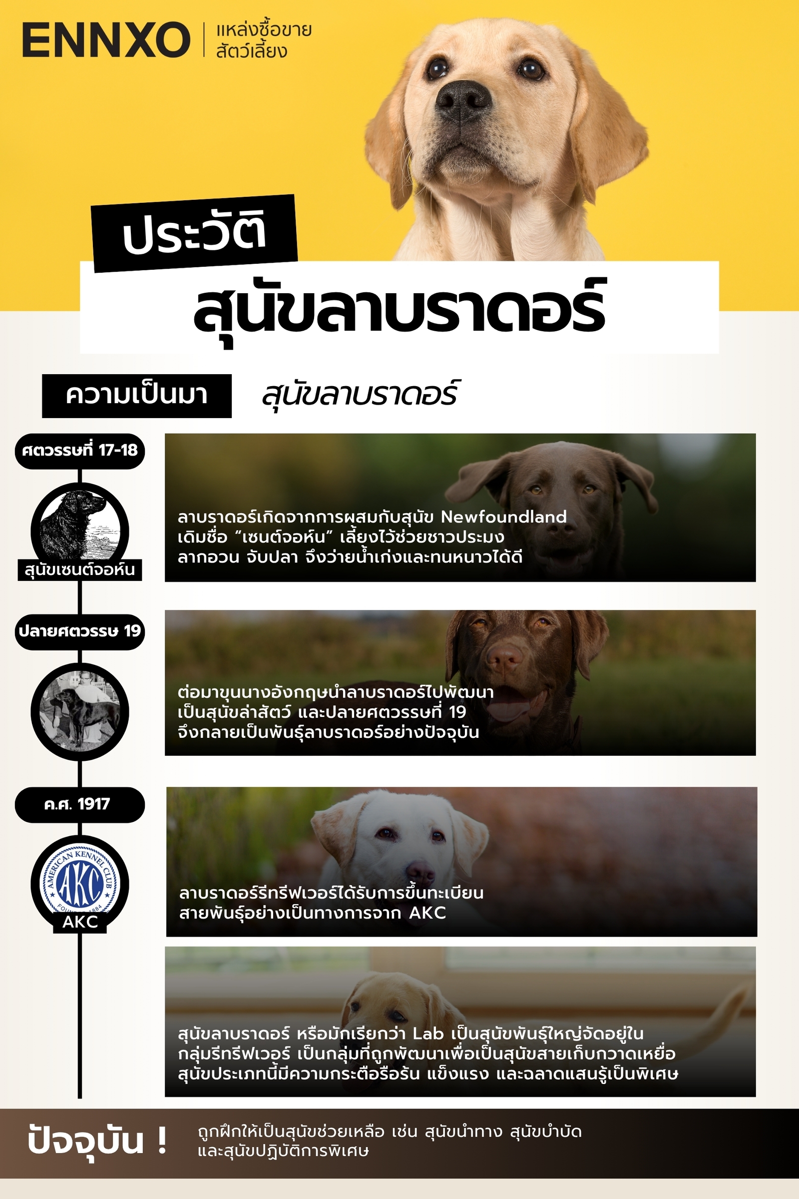 สุนัขสายพันธุ์ลาบราดอร์ รีทรีฟเวอร์ เป็นมาอย่างไร