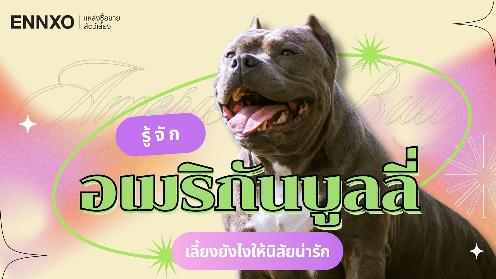 อเมริกันบูลลี่ (American Bully) กัดไหม? วิธีเลี้ยงสุนัขบูลลี่ไม่ให้ดุ