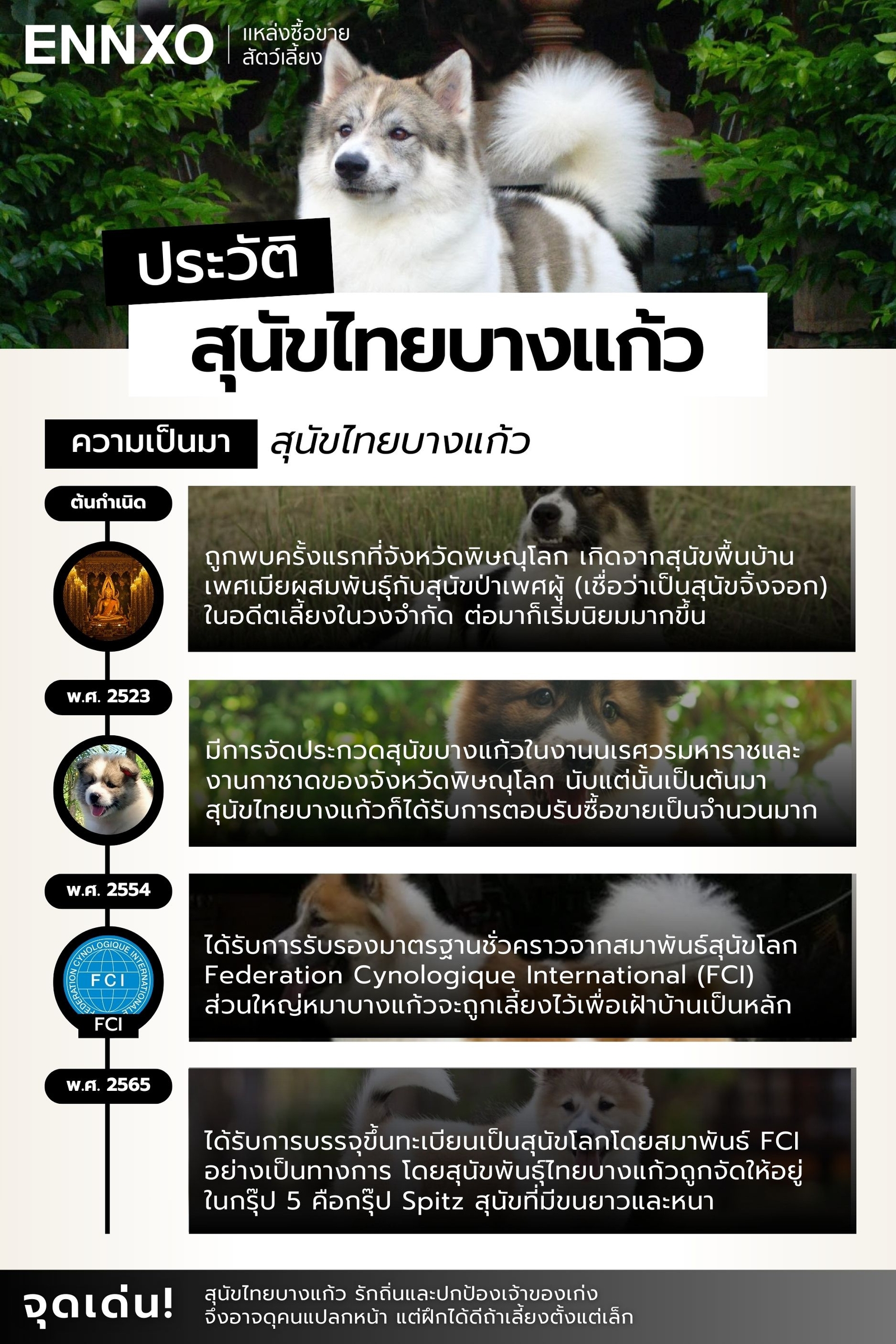 ประวัติสุนัขไทยบางแก้ว ถิ่นกำเนิดอยู่ที่ไหน