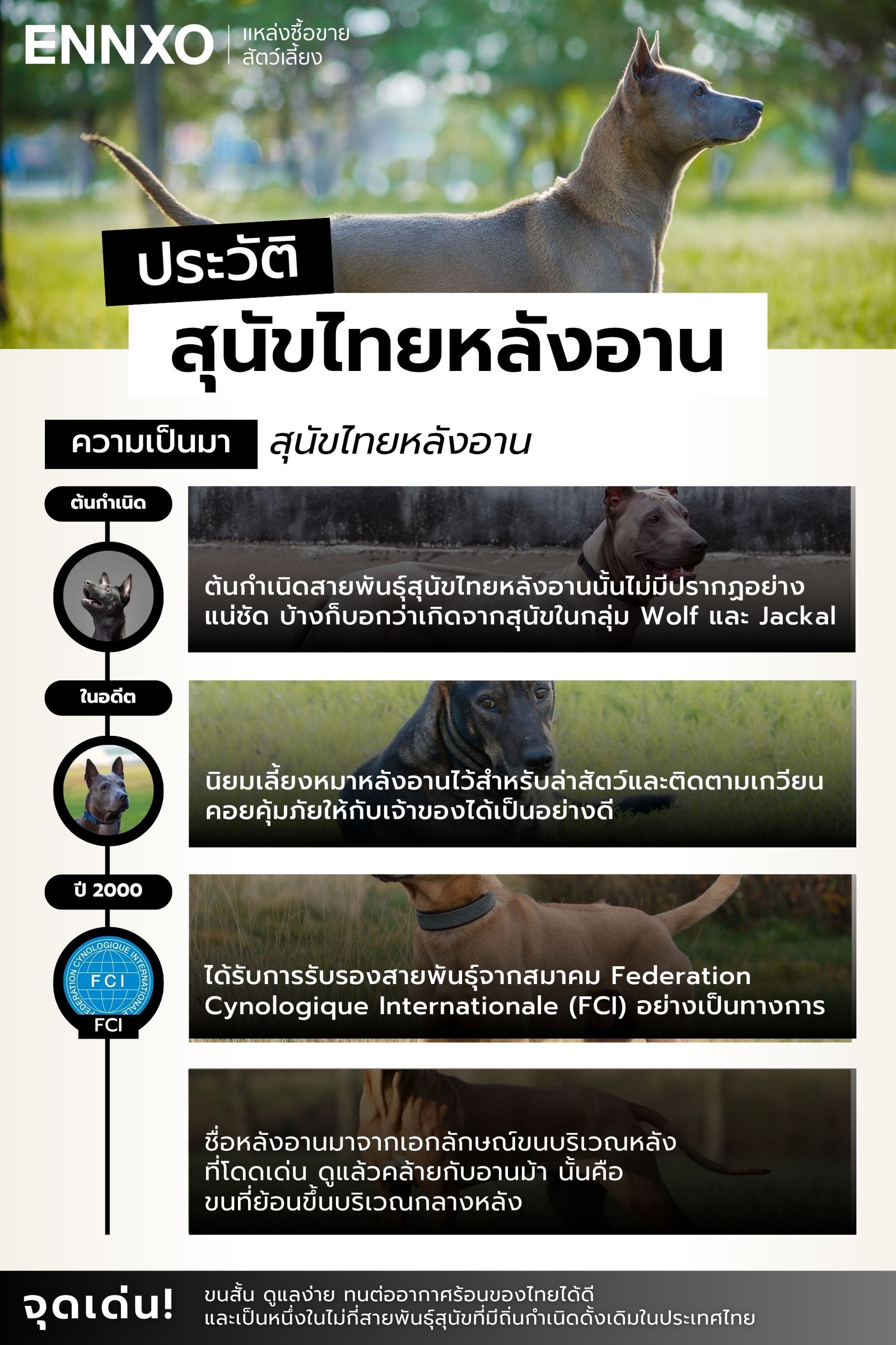 ประวัติสุนัขไทยหลังอาน ถิ่นกำเนิดอยู่ที่ไหน