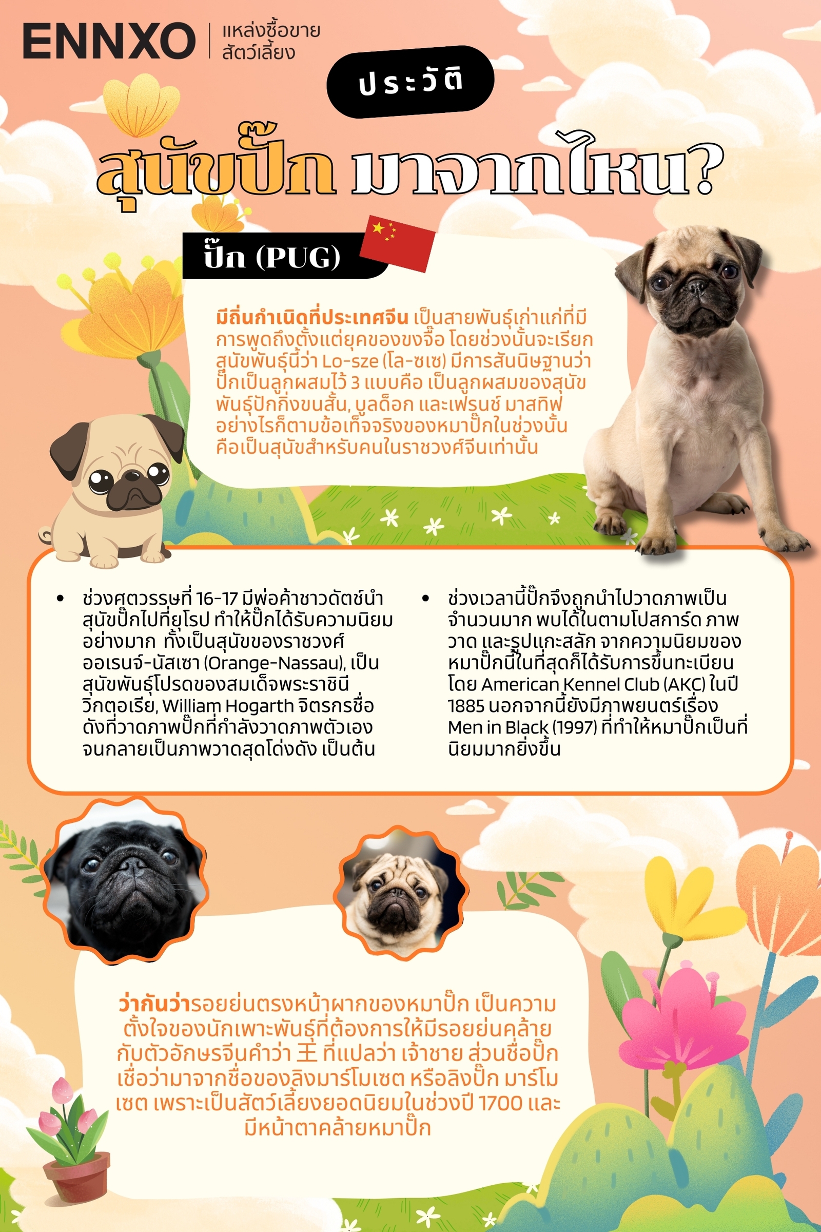 ข้อมูลเกี่ยวกับสุนัขปั๊ก (Pug)