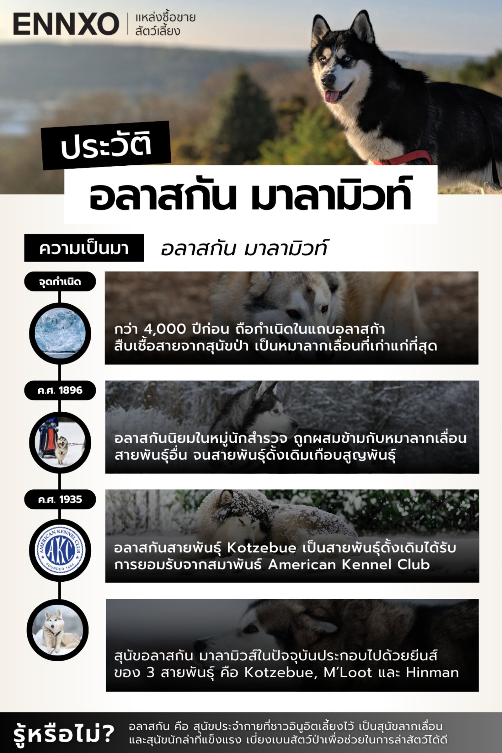 ประวัติหมาอลาสกัน มาลามิวท์ มาจากไหน