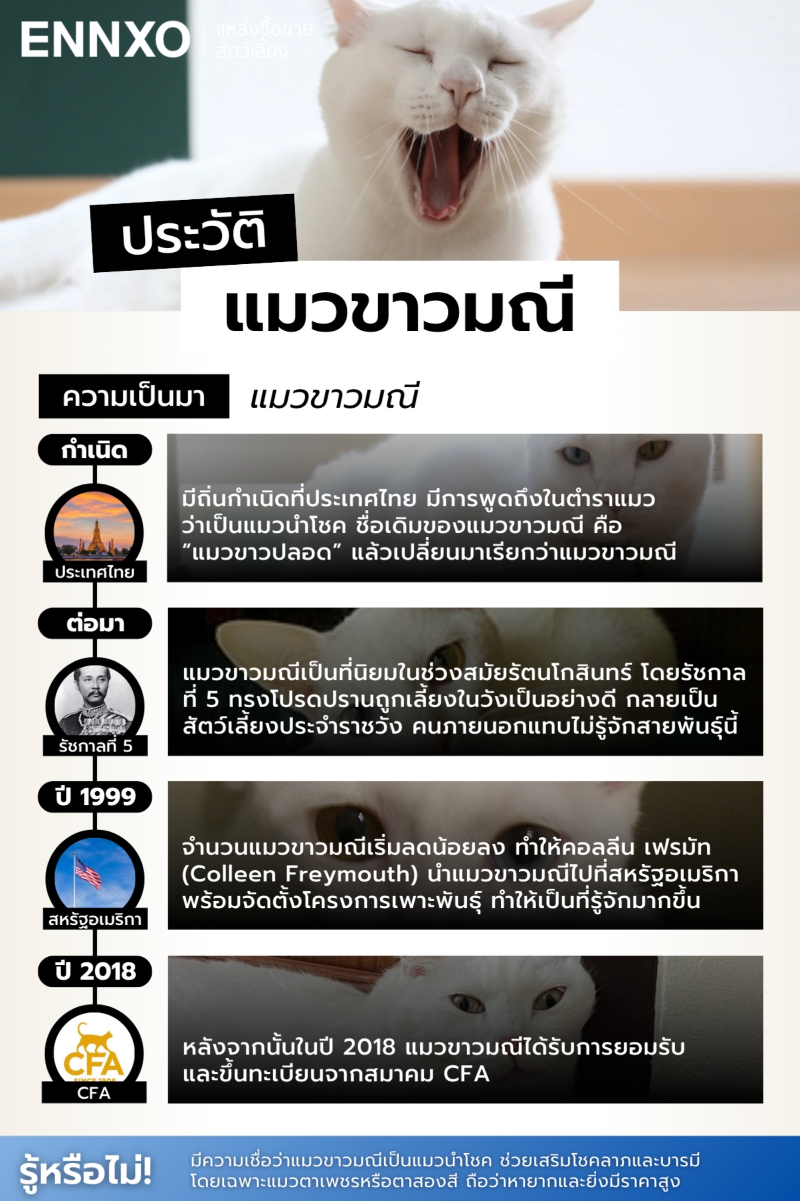 แมวขาวมณี มีประวัติความเป็นมาอย่างไร