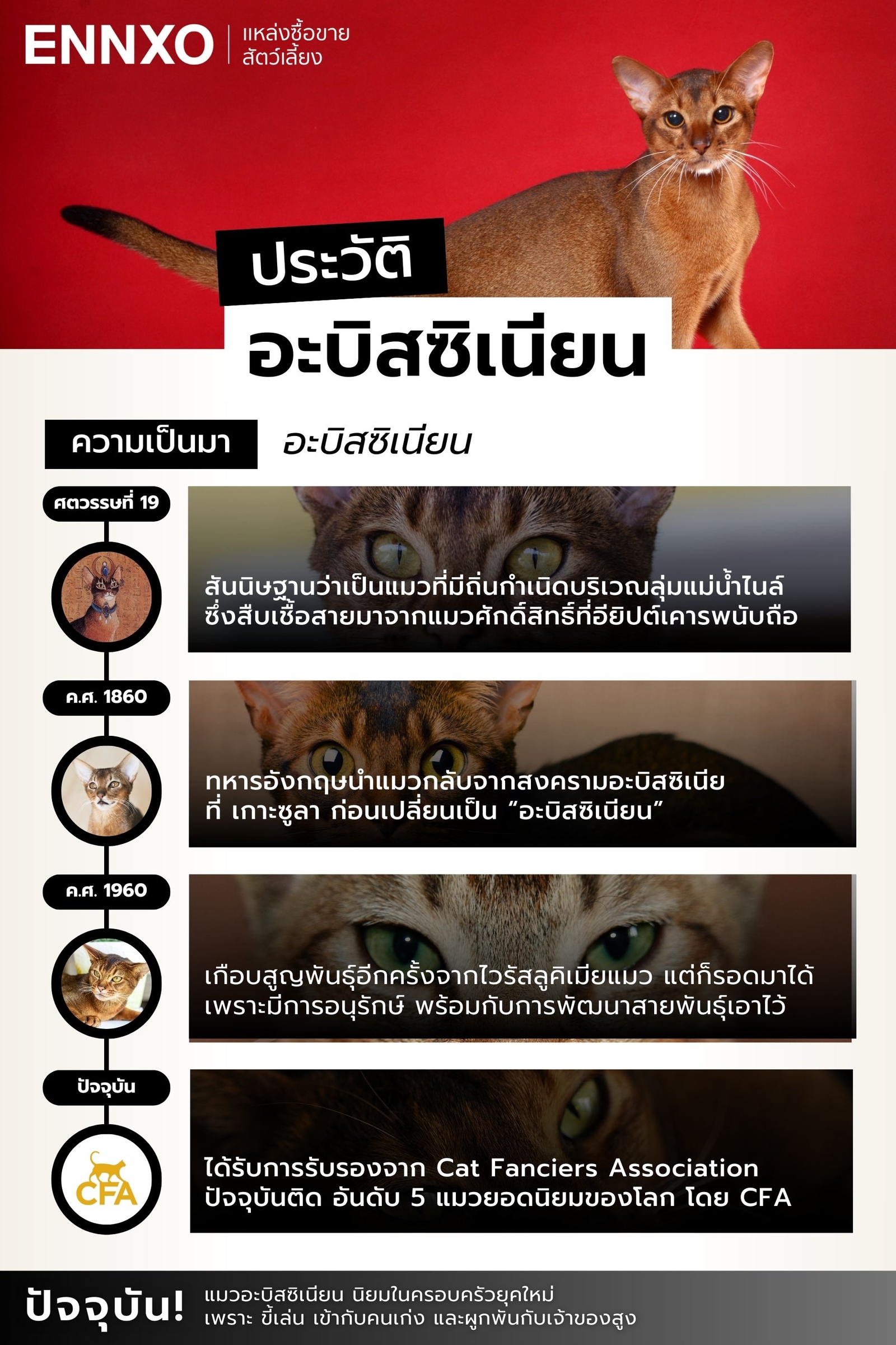 แมวอะบิสซิเนียน ประวัติ