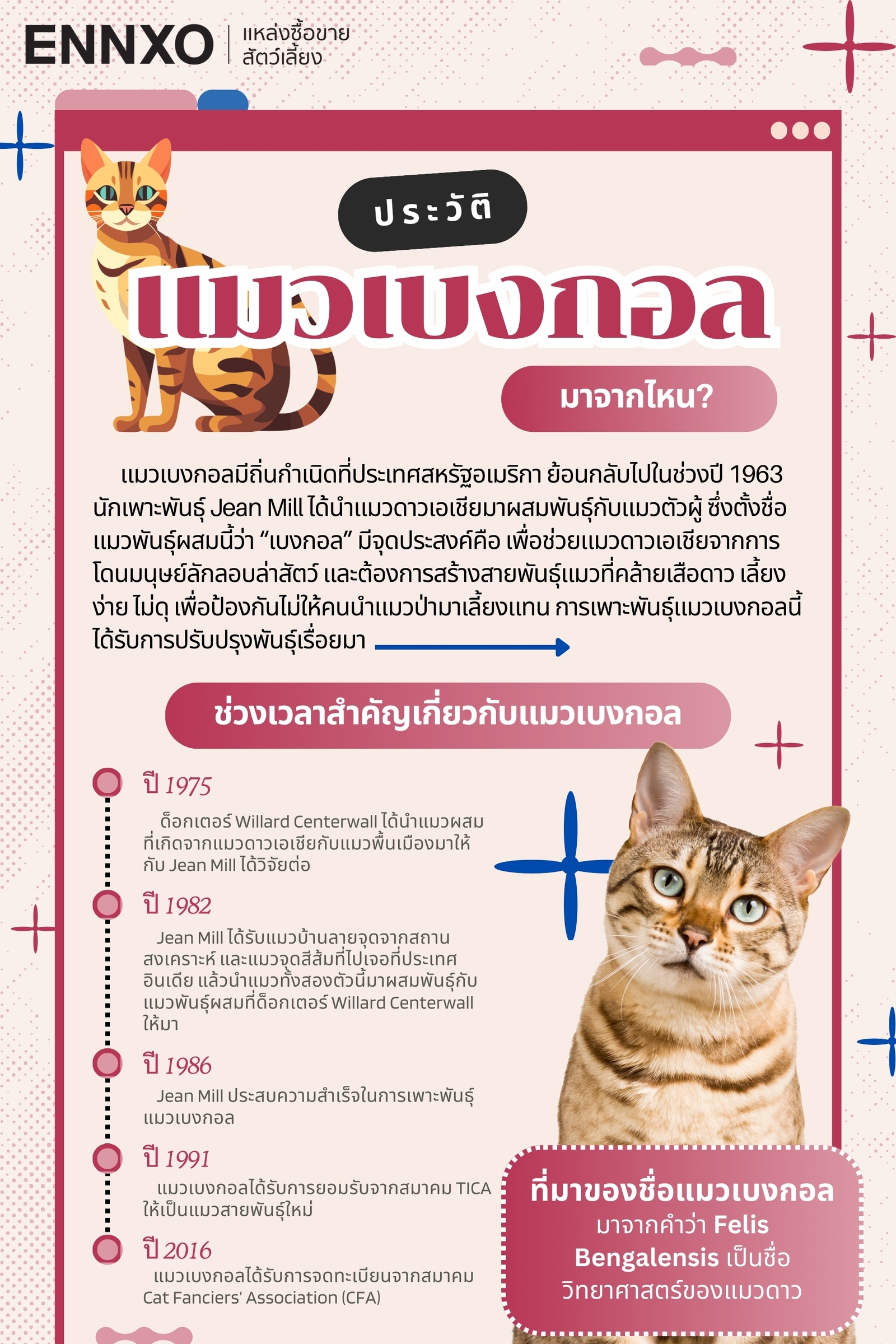 ข้อมูลเกี่ยวกับแมวเบงกอล (Bengal Cat)