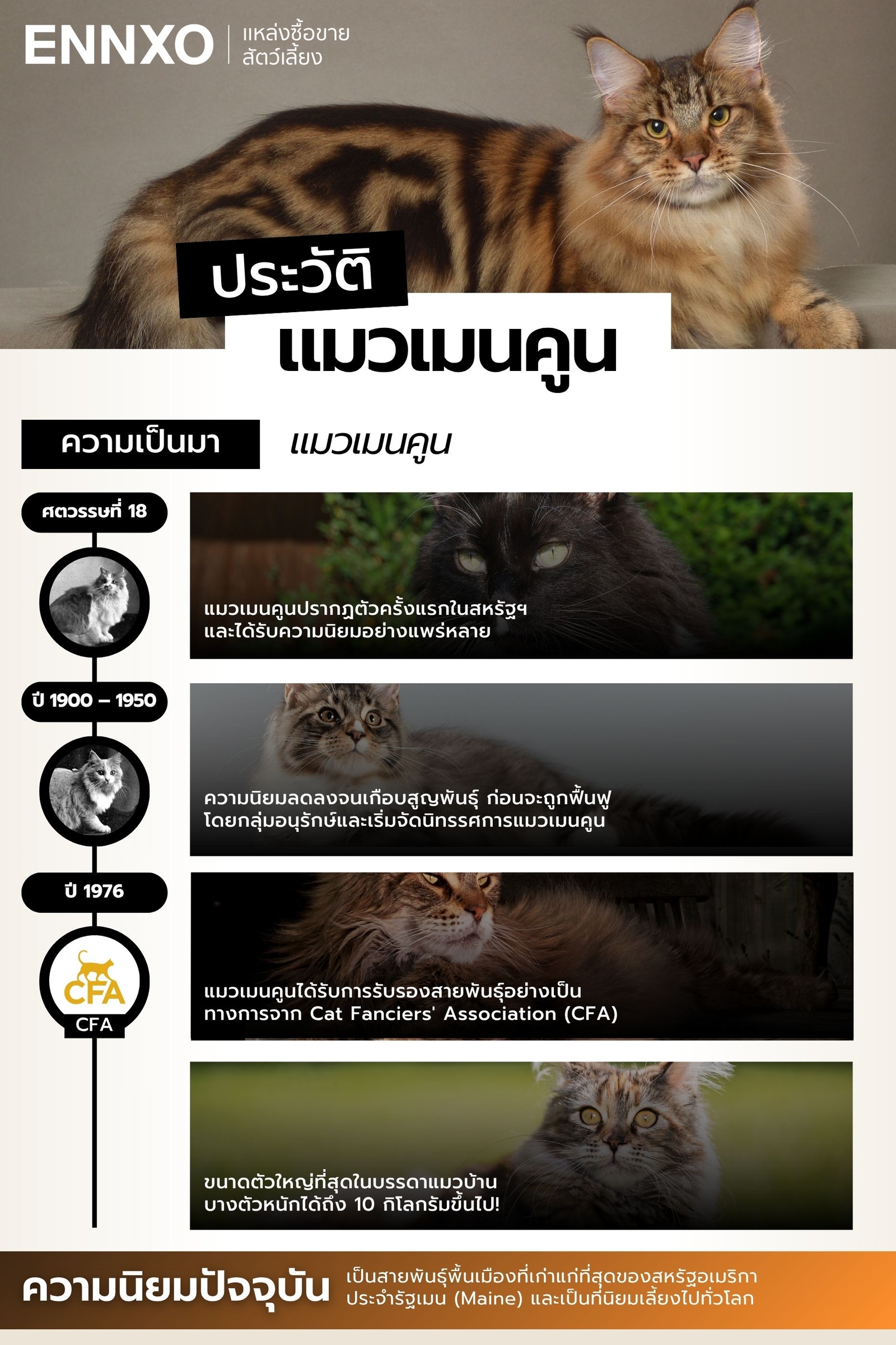 ประวัติแมวเมนคูน มีต้นกำเนิดมาจากอะไร