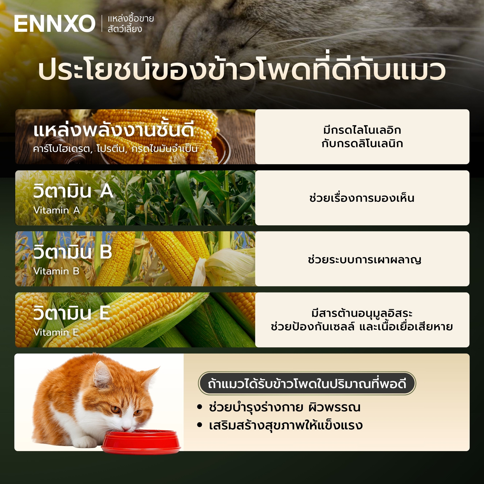 ทำไมแมวถึงชอบกินข้าวโพด ข้าวโพดมีประโยชน์ไหม