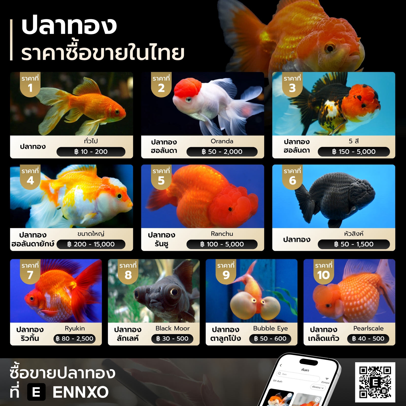 รวมราคาปลาทอง สายพันธุ์ยอดนิยมในไทย