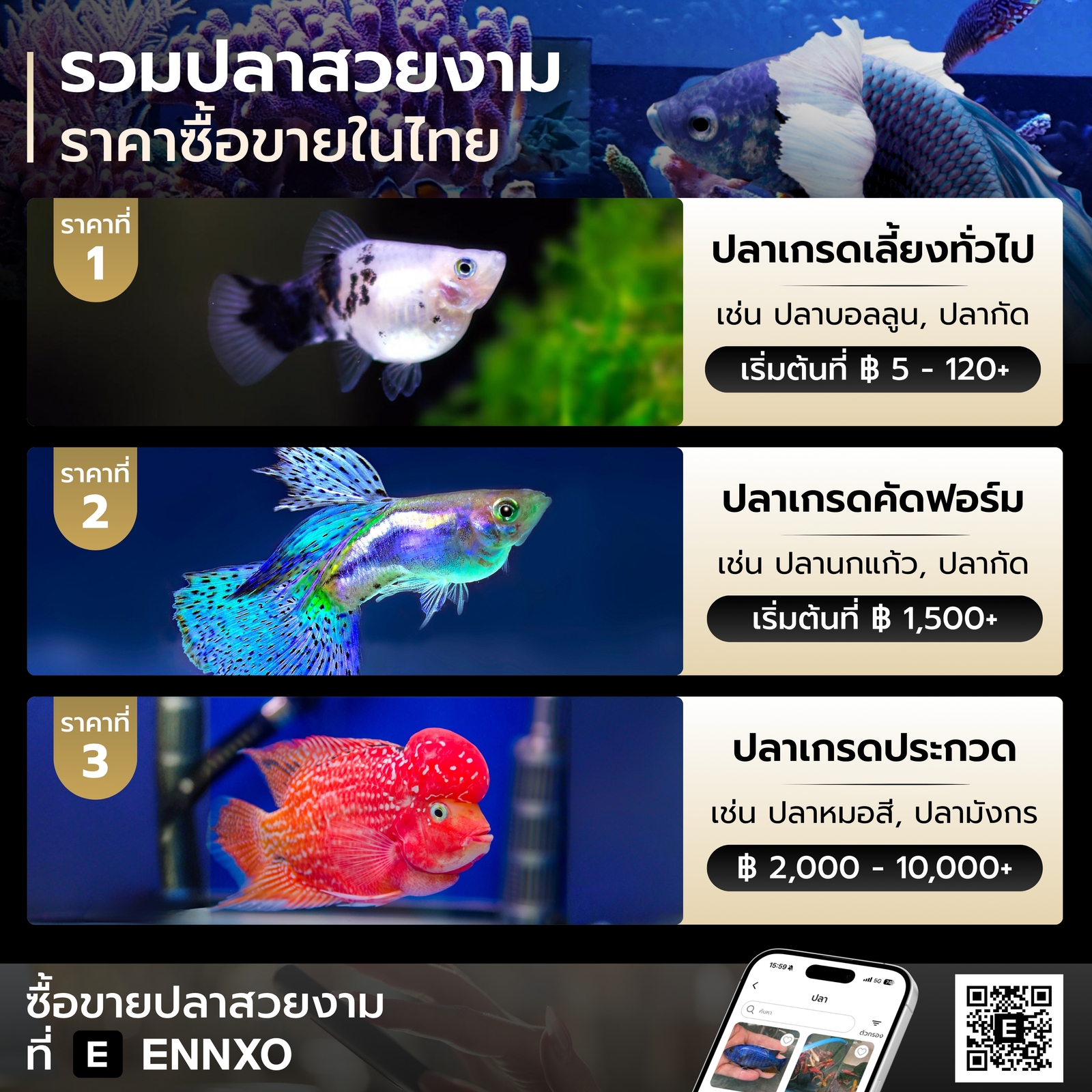 ราคาปลาสวยงามในไทยเท่าไหร่