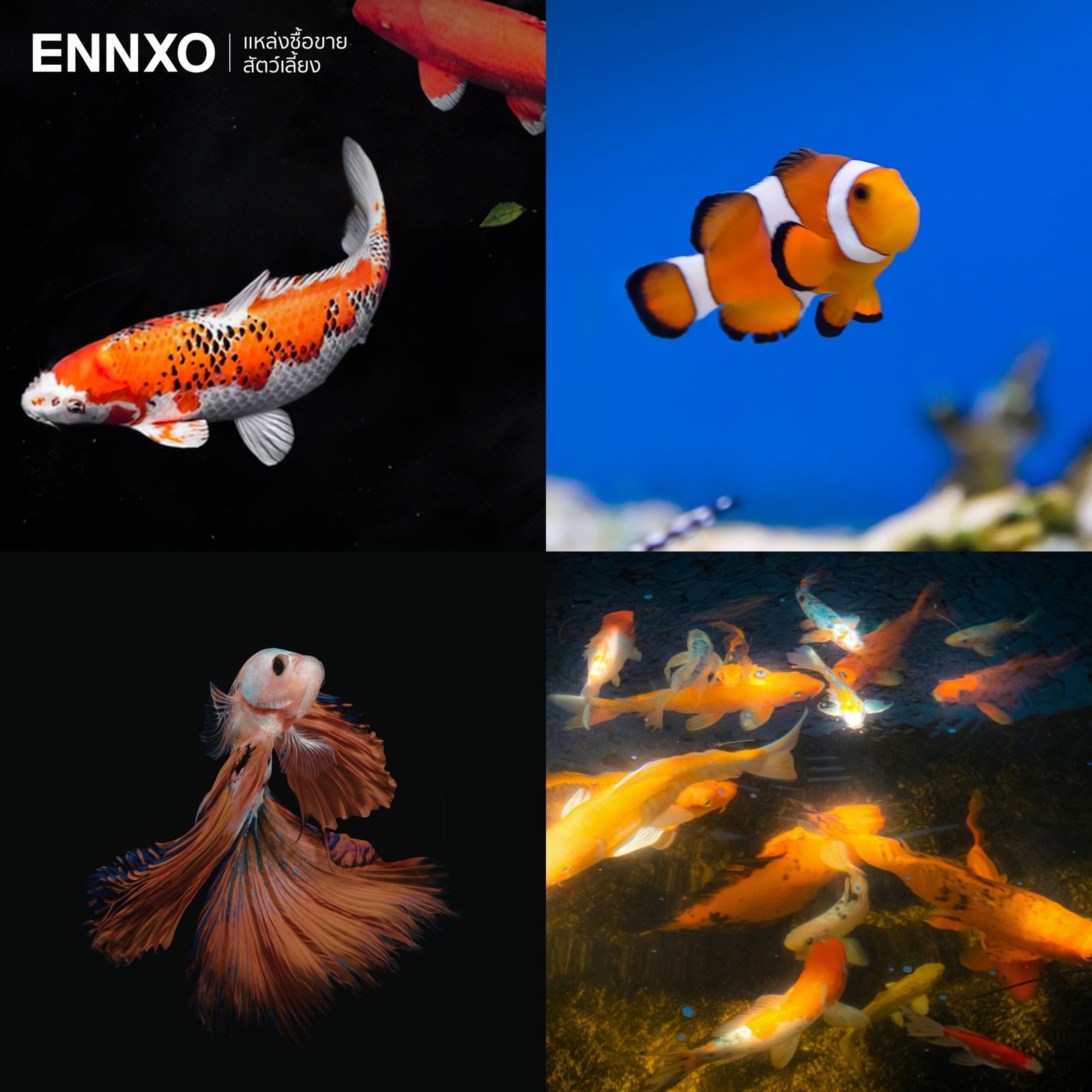 รูปปลาสวยงาม