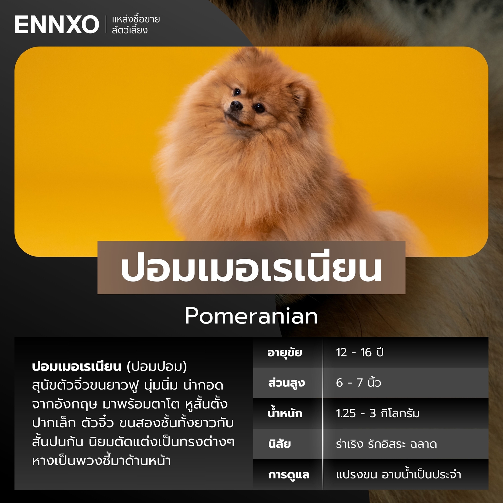 หมาปอมขนยาว