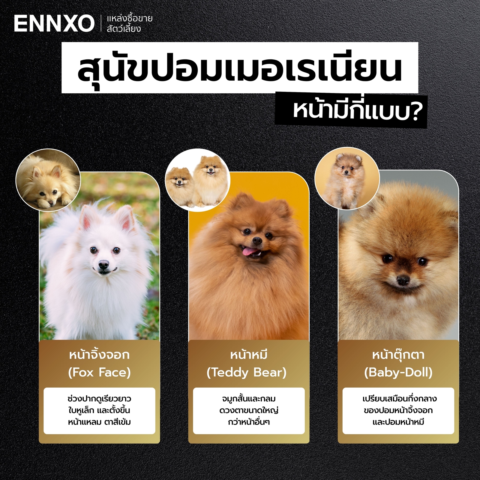 ปอมเมอเรเนียน มีกี่สายพันธุ์