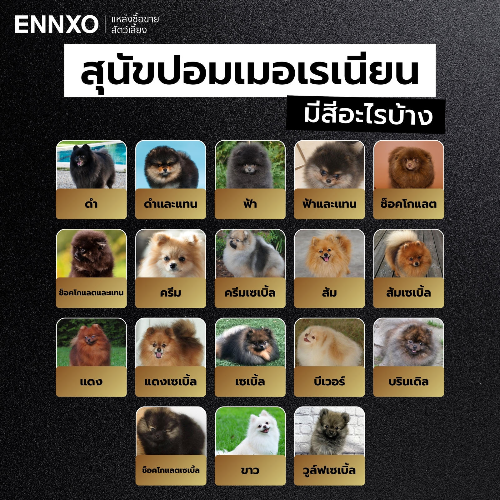 ปอมเมอเรเนียนมีสีอะไรบ้าง