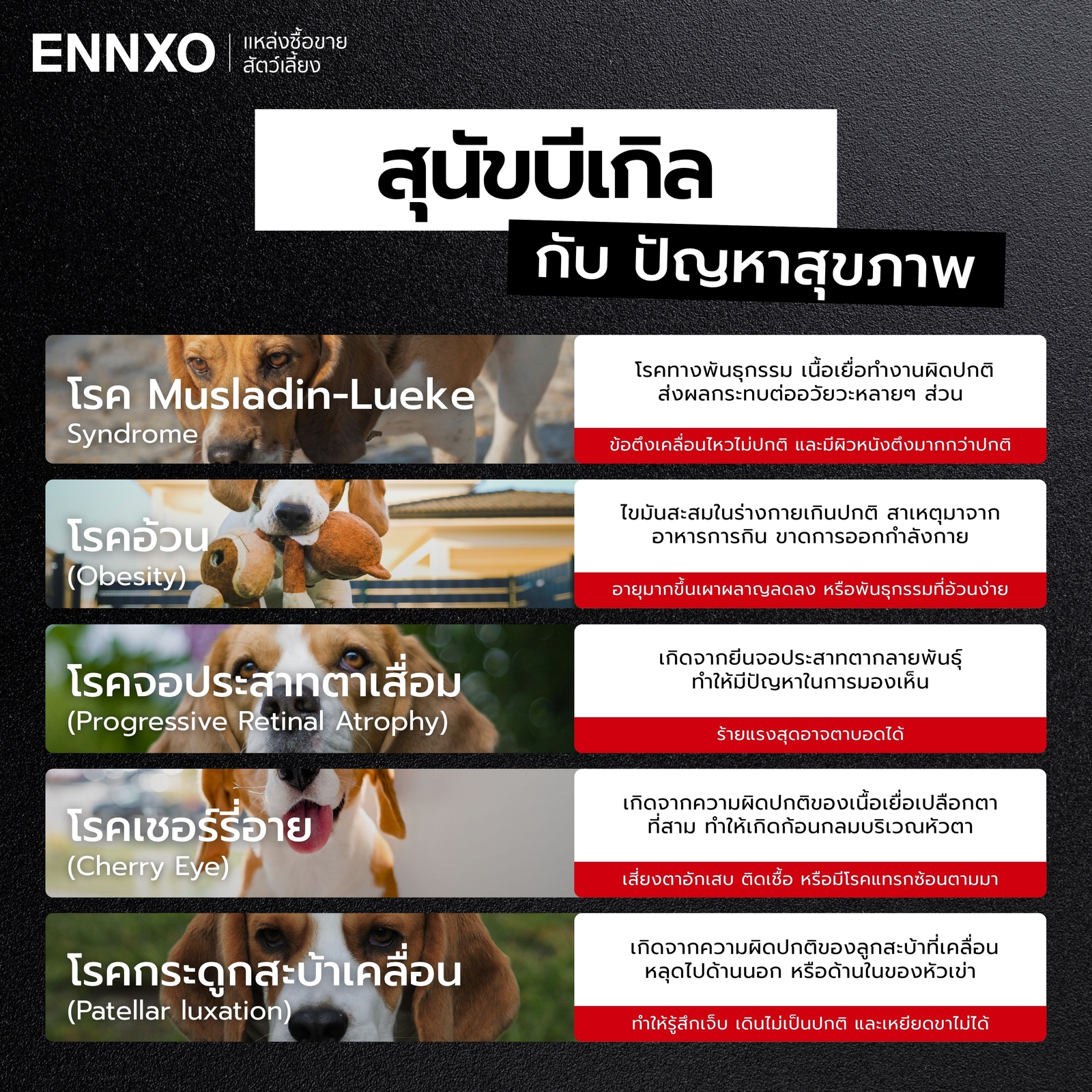 โรคที่พบบ่อยในสุนัขบีเกิ้ล