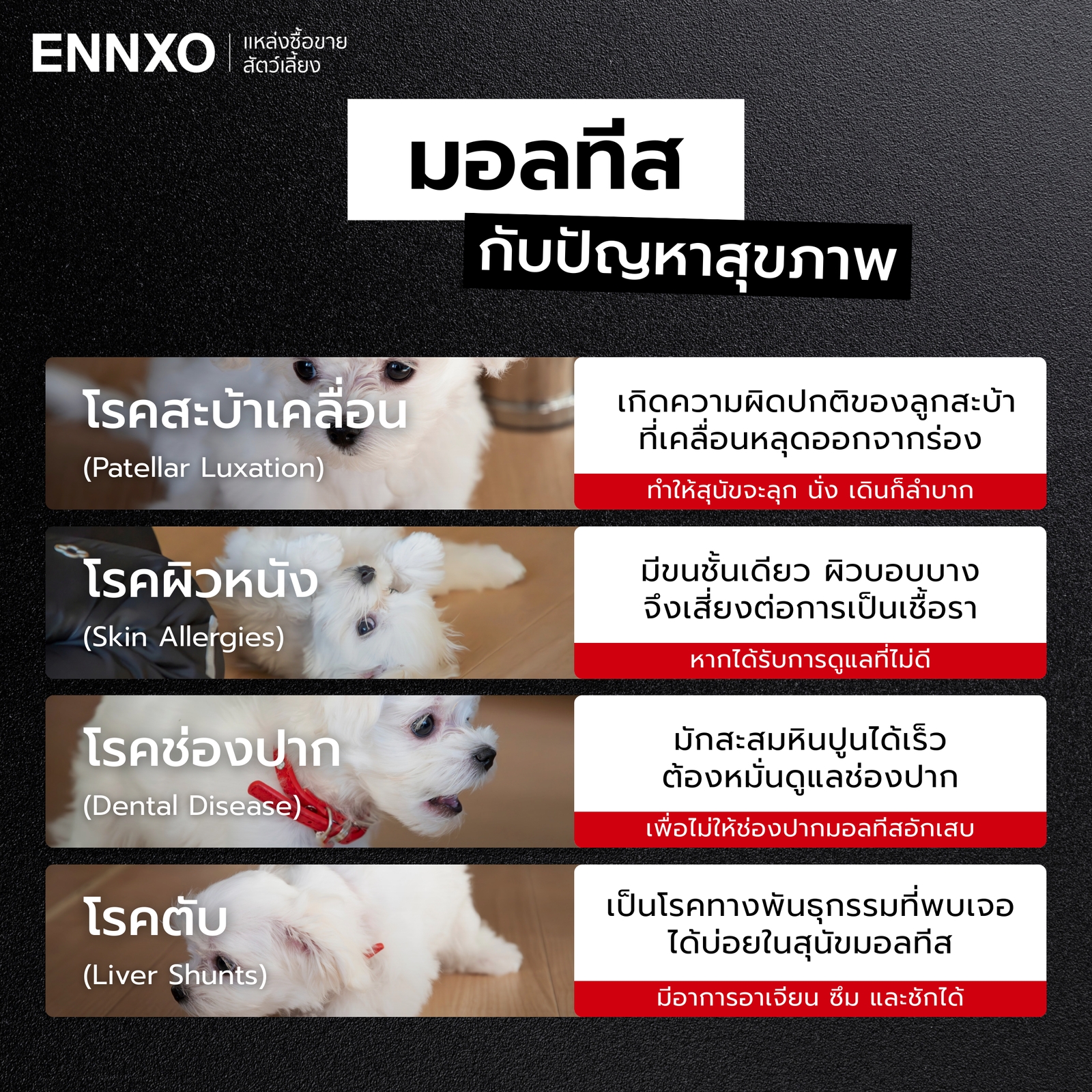 สุนัขมอลทีส กับปัญหาสุขภาพที่ต้องระวัง