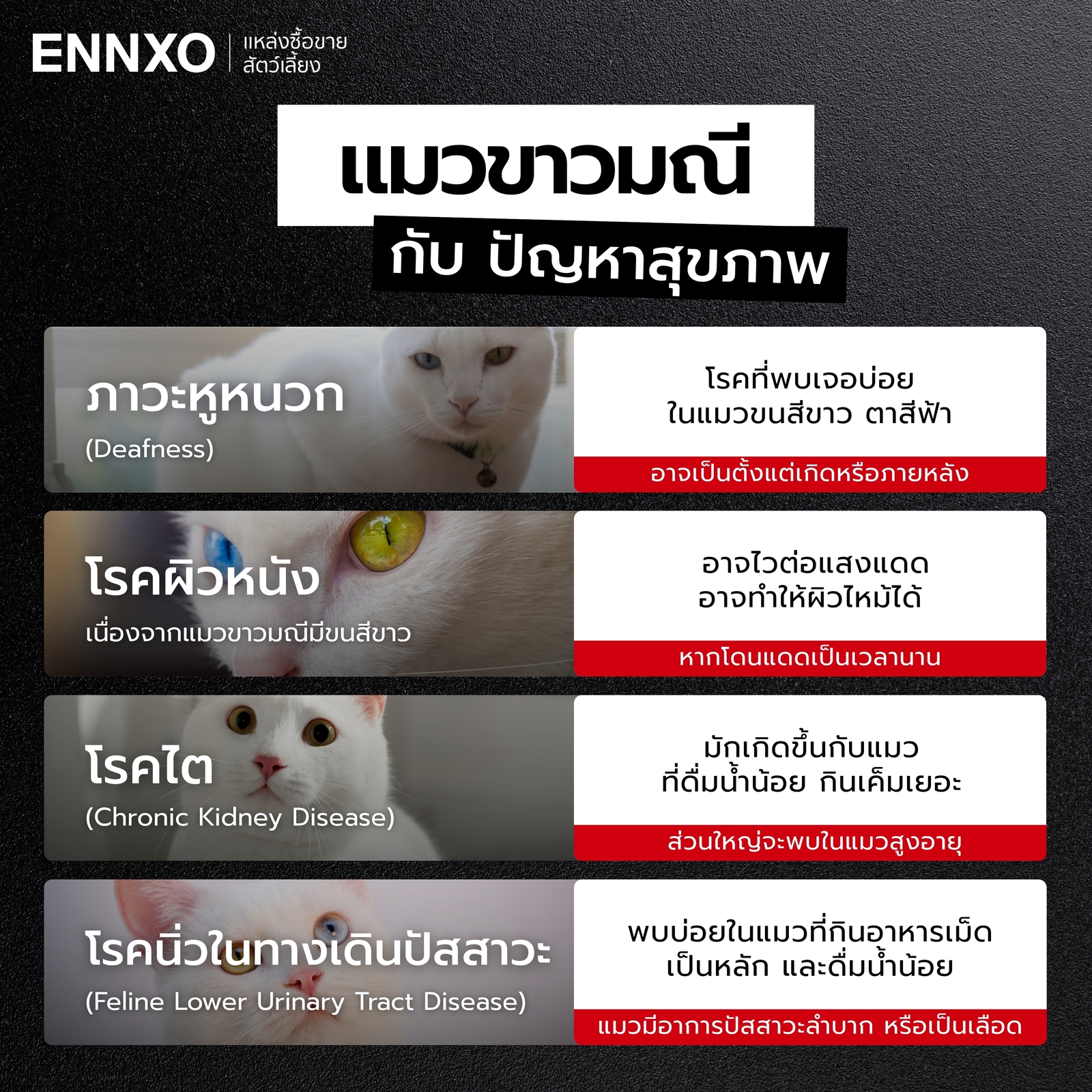 แมวขาวมณี มีปัญหาสุขภาพอะไรที่ต้องระวังบ้าง