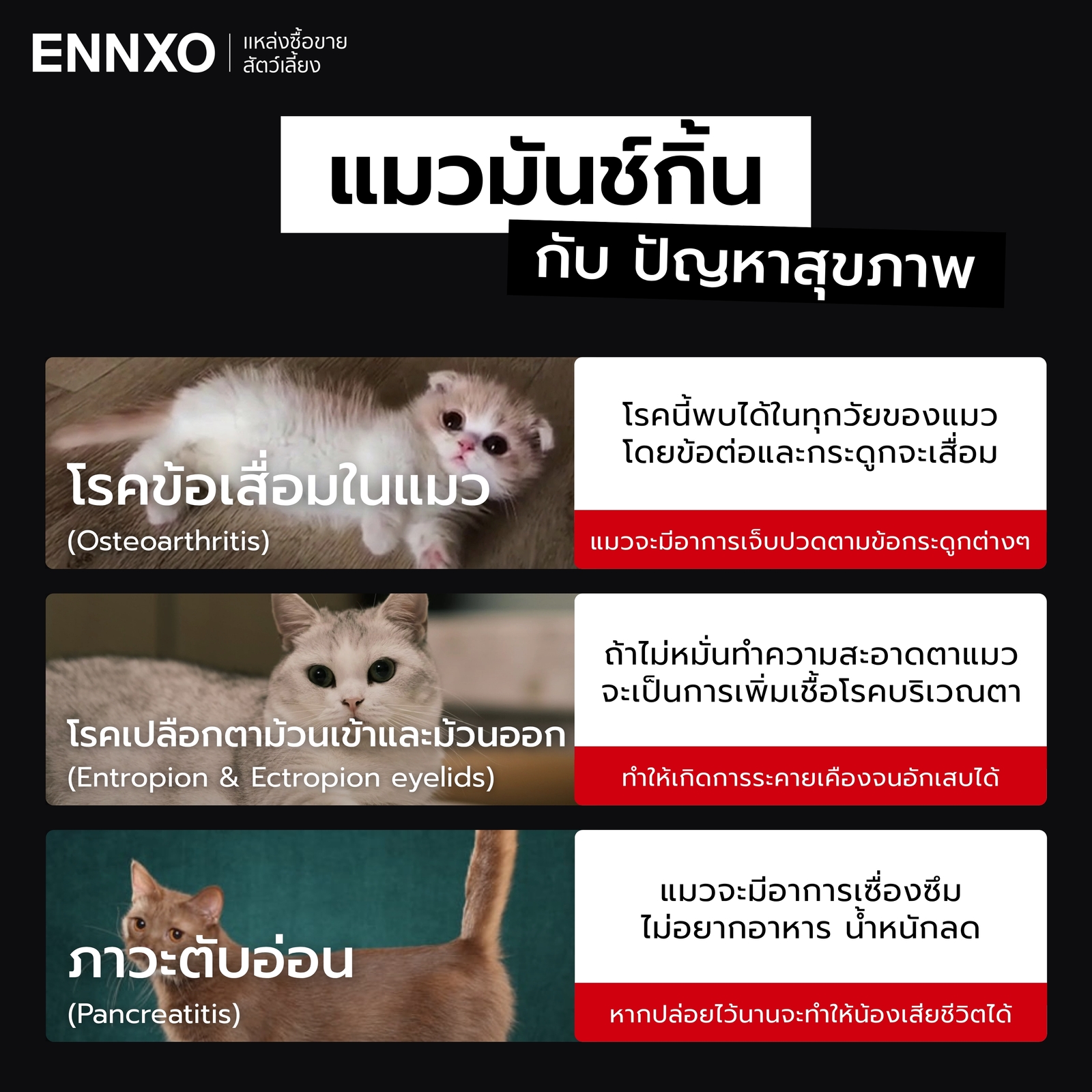 แมวมันช์กิ้นกับปัญหาสุขภาพที่ต้องระมัดระวัง