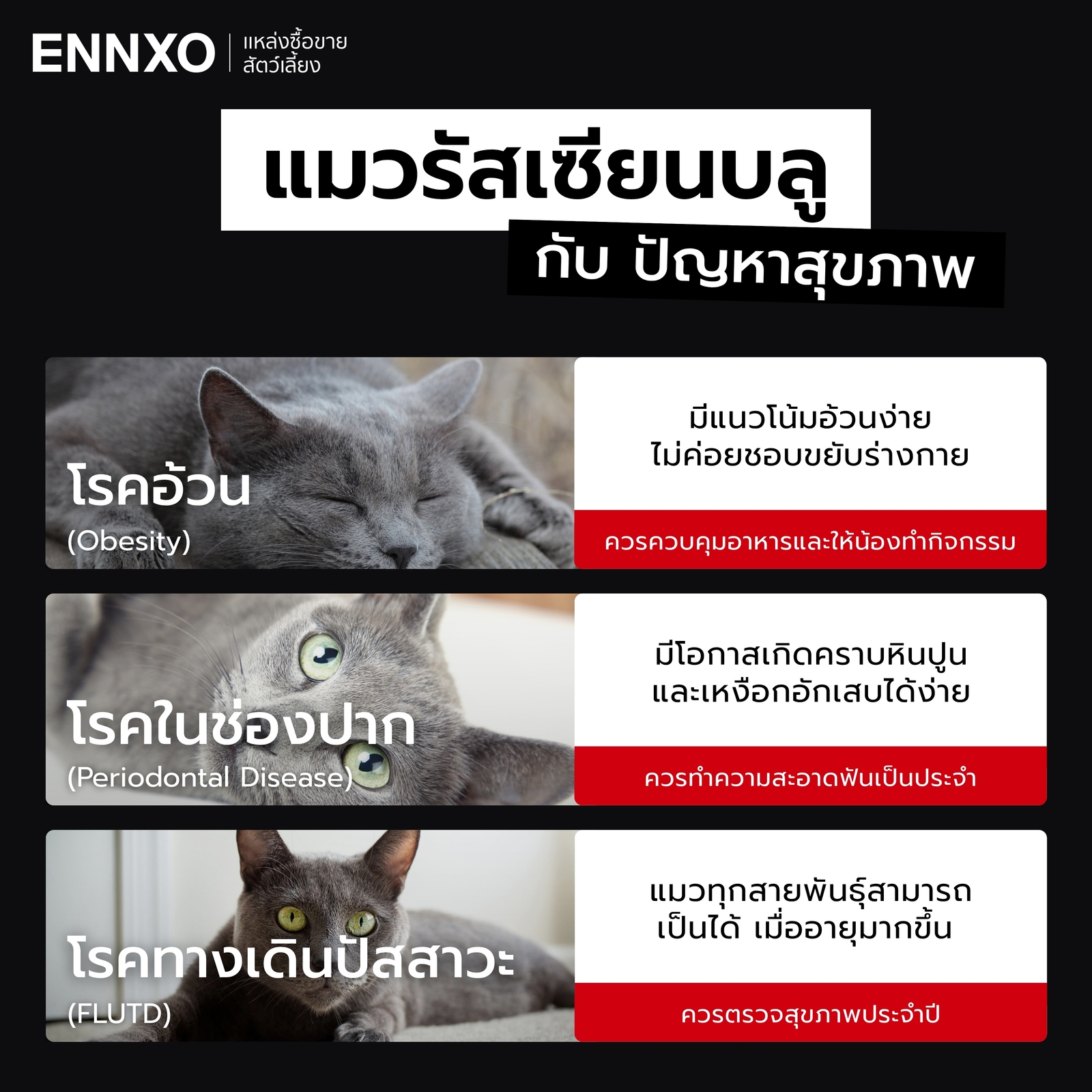 แมวรัสเซียนบลู ปัญหาสุขภาพที่ต้องระมัดระวัง