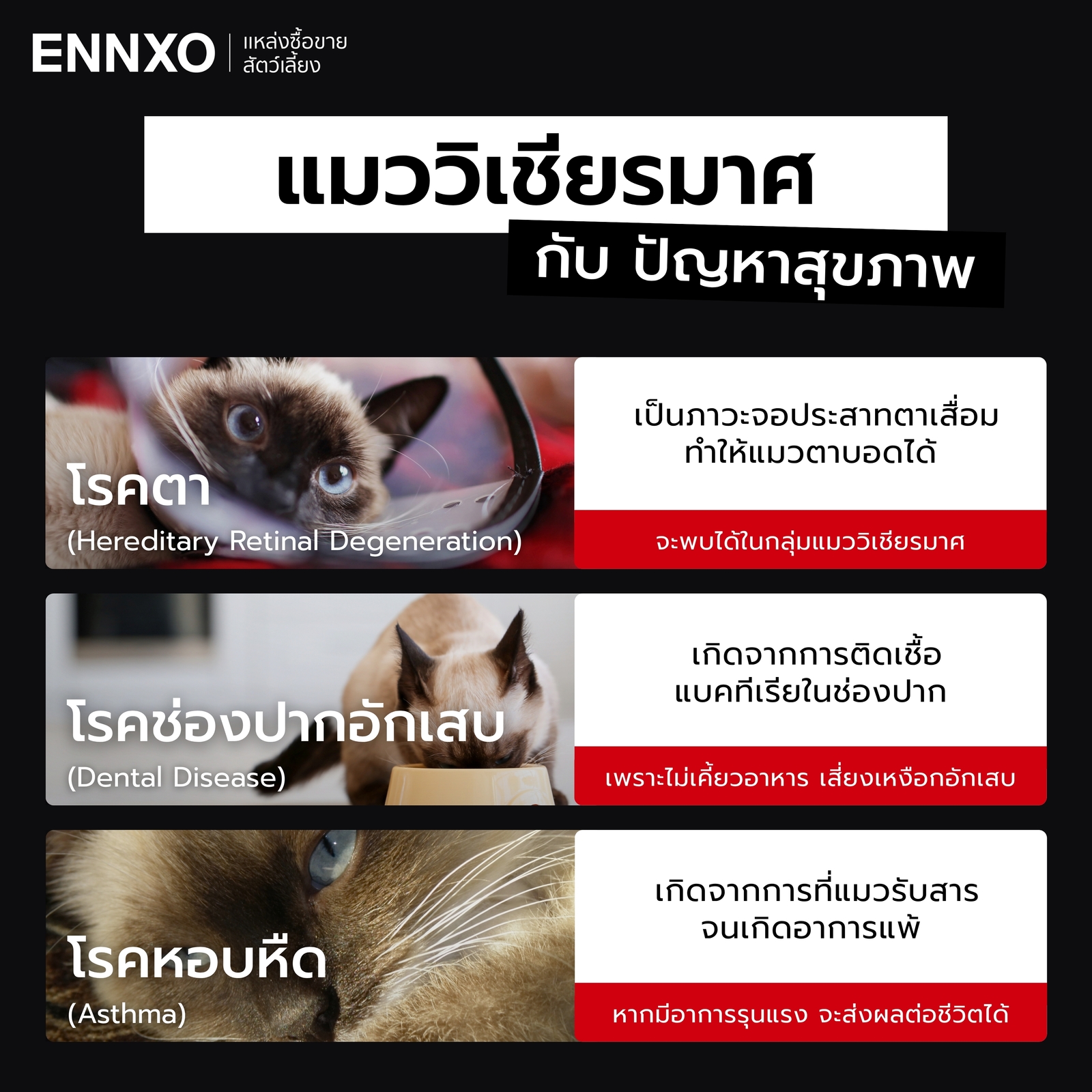 แมววิเชียรมาศ กับปัญหาสุขภาพที่ควรรู้