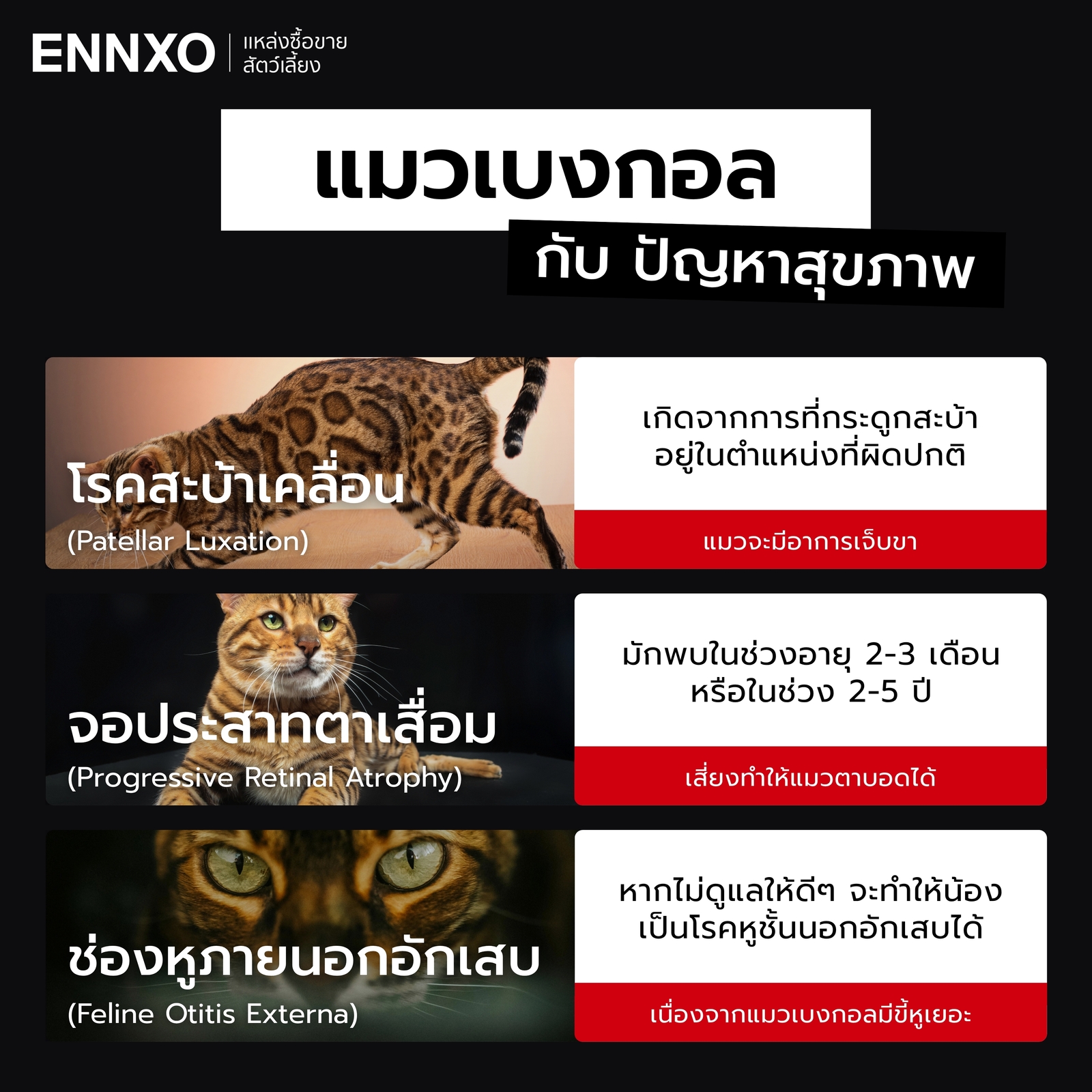 ปัญหาสุขภาพของแมวเบงกอล ที่ควรรู้