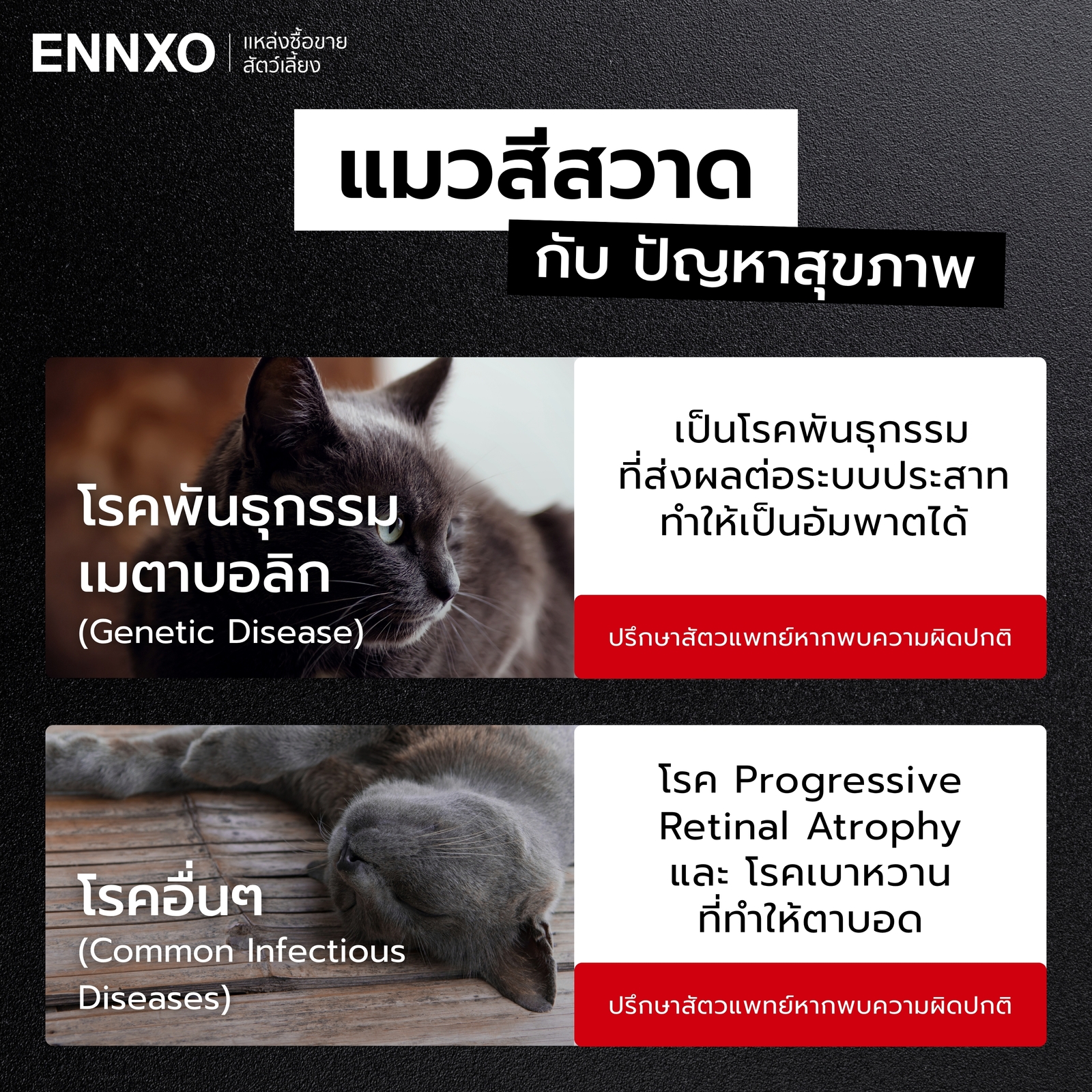 แมวโคราชกับปัญหาสุขภาพที่ต้องรู้