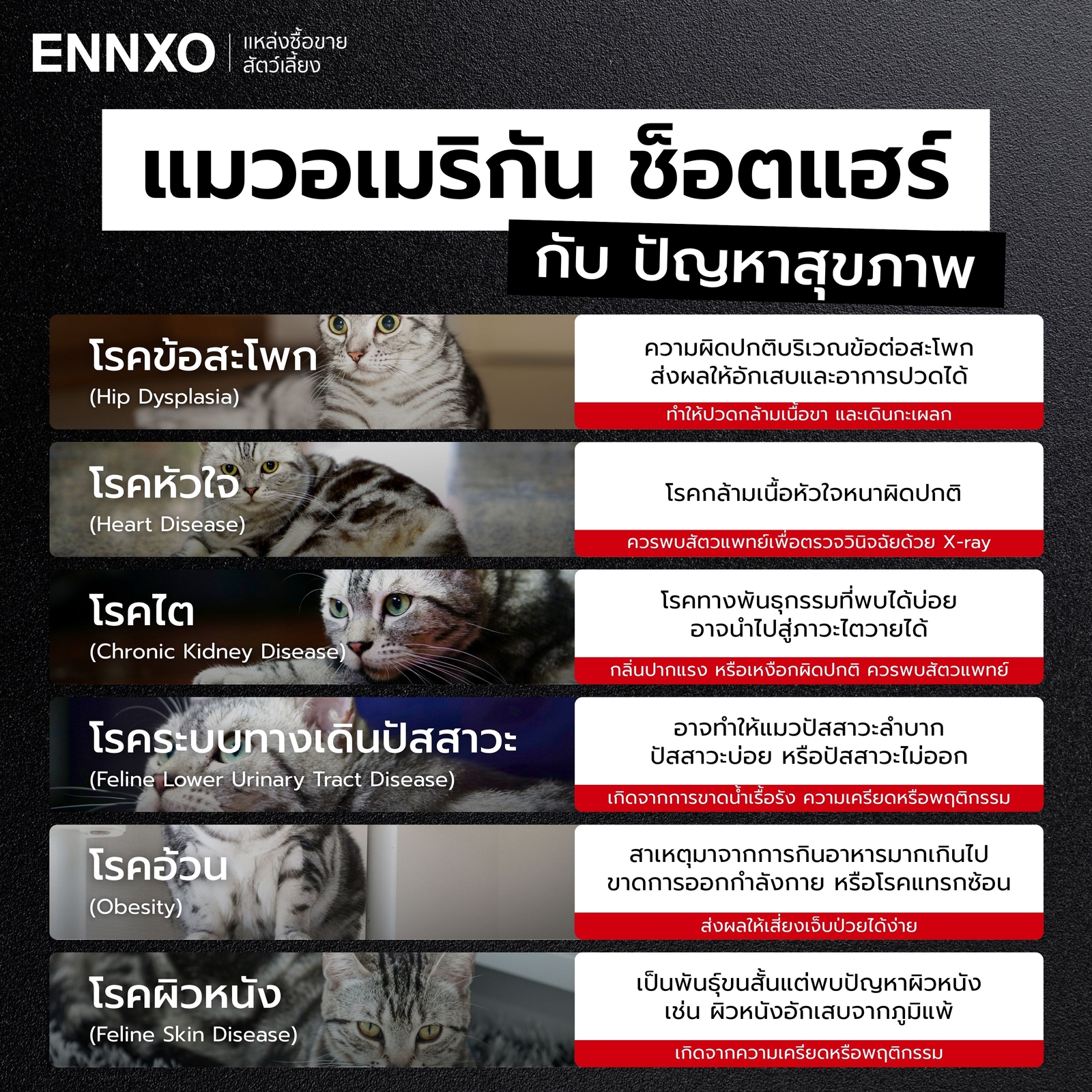 ปัญหาสุขภาพแมวอเมริกัน-ช็อตแฮร์