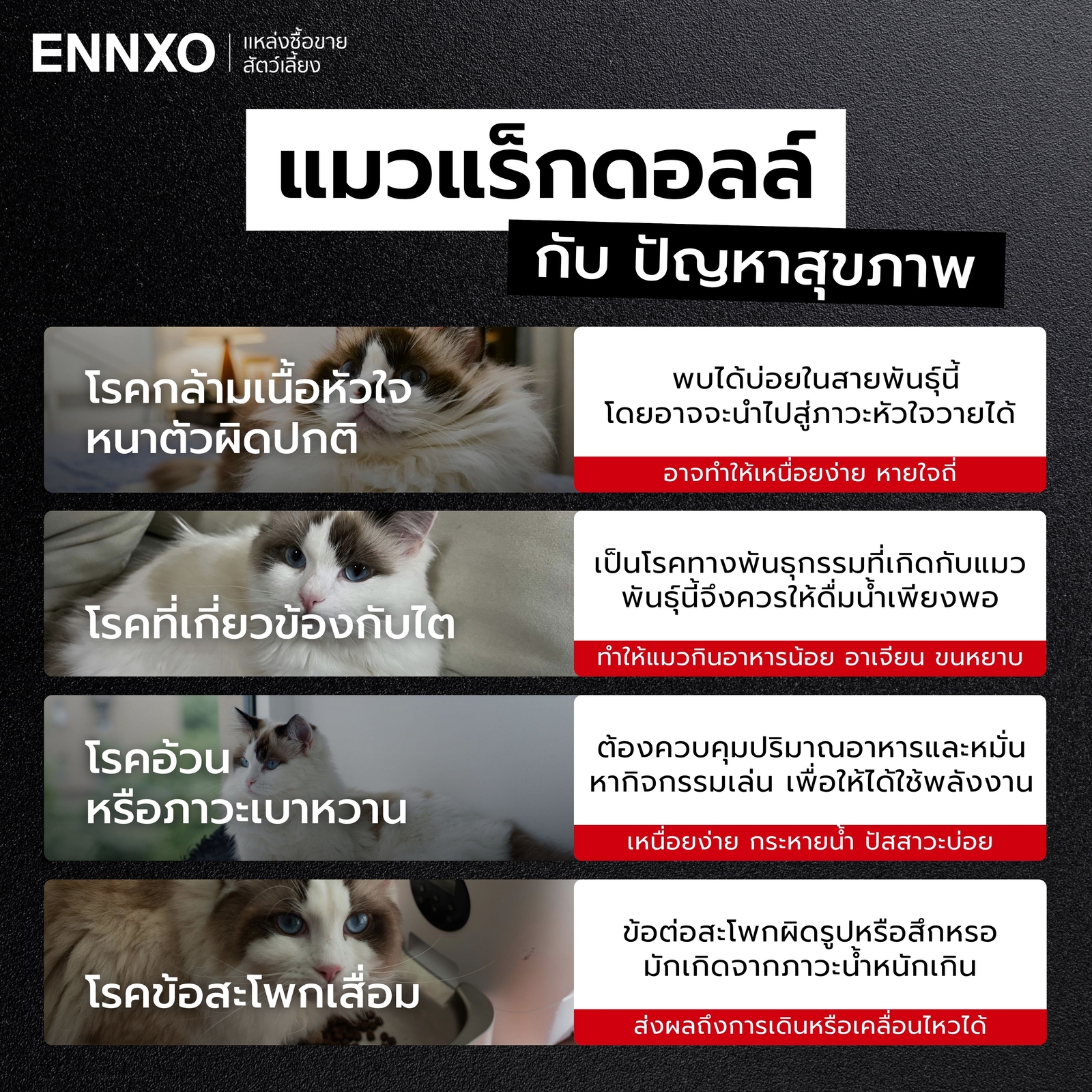 ปัญหาสุขภาพแมวแร็กดอลล์