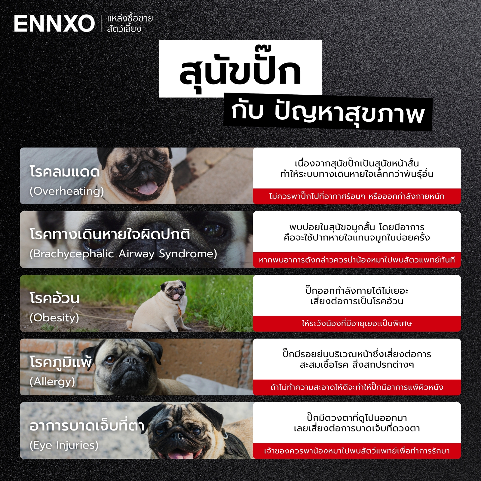 สุนัขปั๊ก กับปัญหาสุขภาพที่พบบ่อย