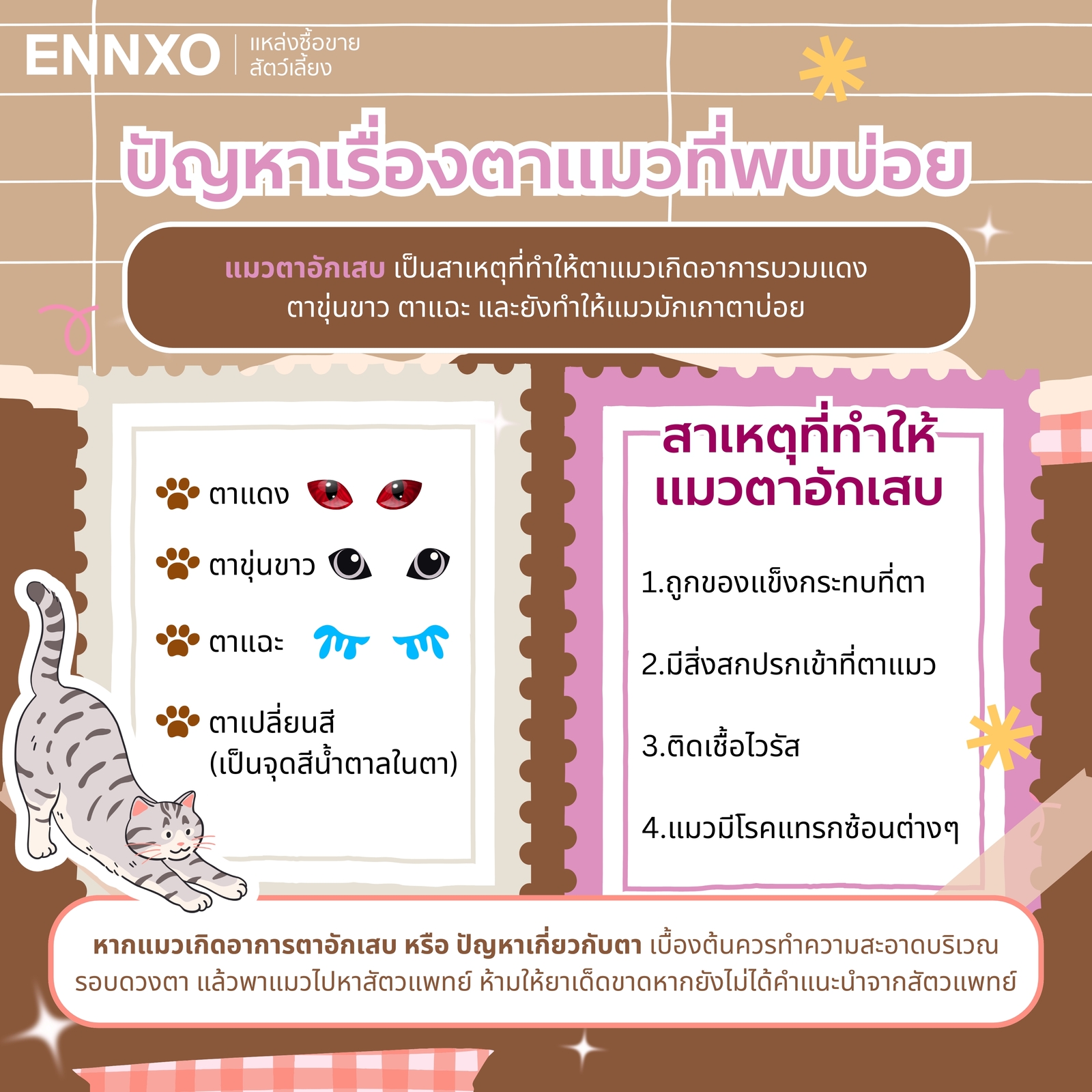 สรุปเรื่องปัญหาตาแมว ควรทำอย่างไร