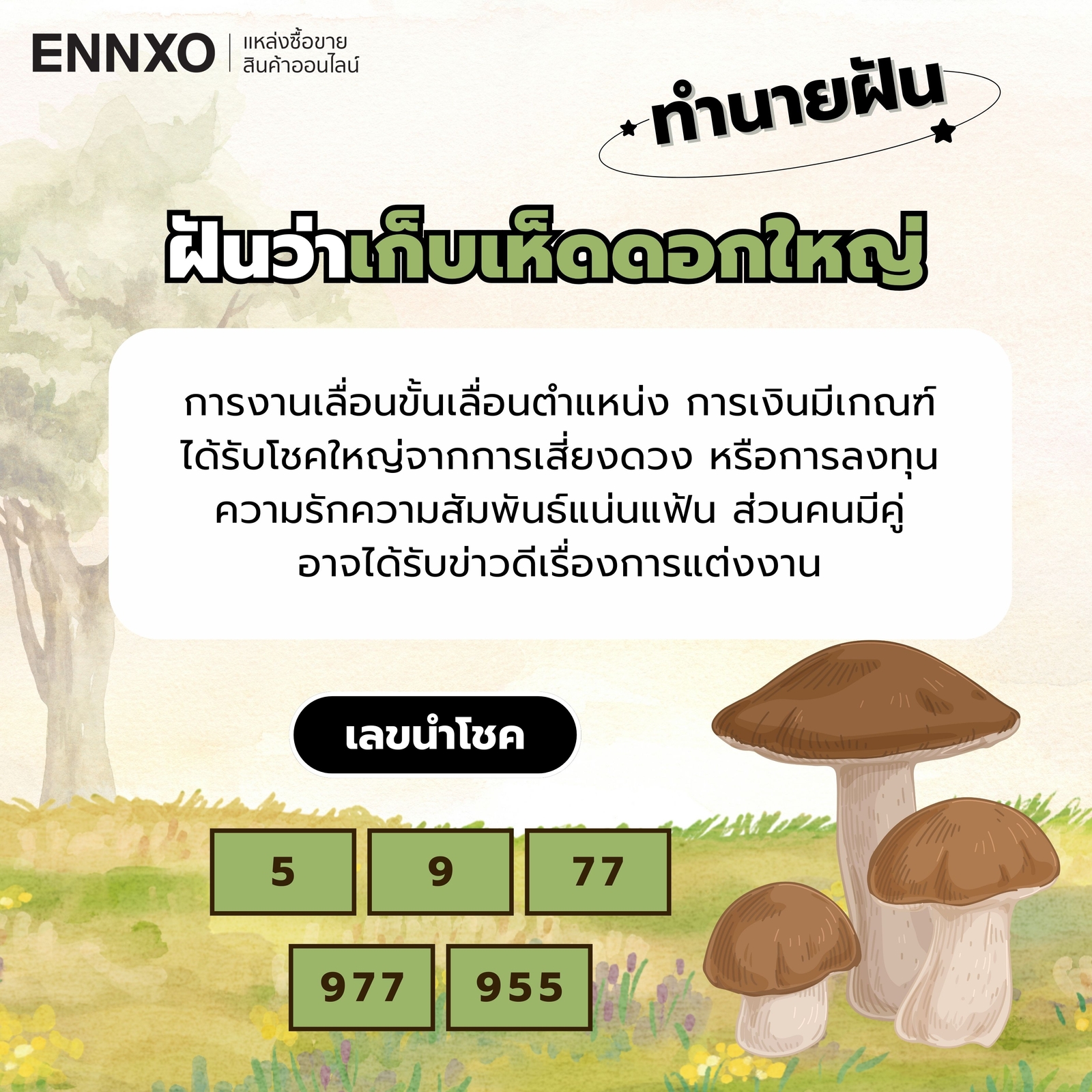ฝันว่าเก็บเห็ดดอกใหญ่-เลขเด็ด