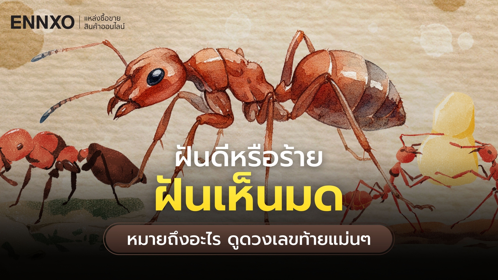 ฝันเห็นมด หมายถึงอะไร รวมทำนายฝัน “มด” ดูดวงเลขท้ายแม่นๆ