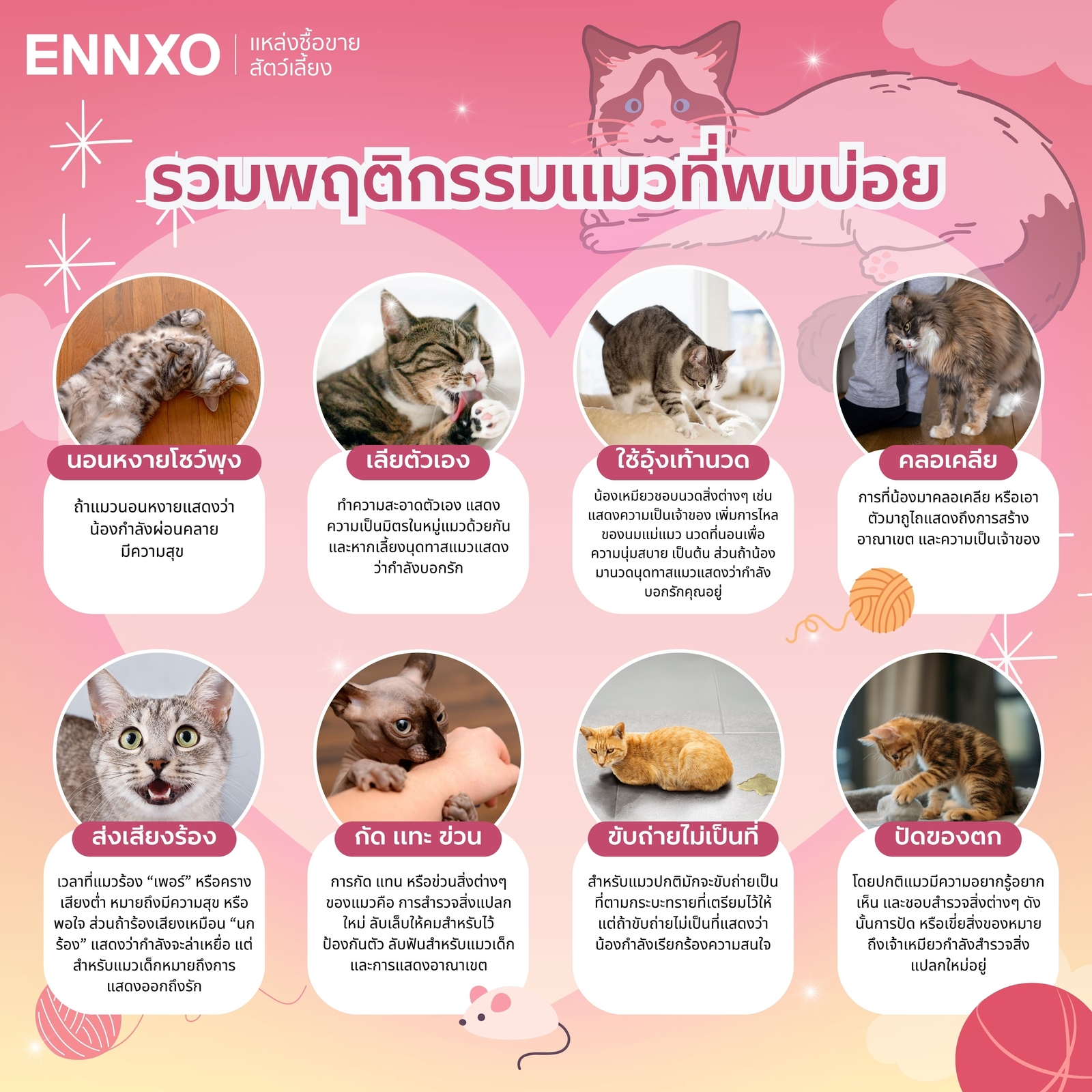 รวมพฤติกรรมของแมวที่พบได้บ่อยๆ