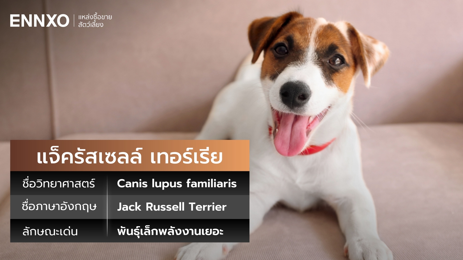 พาร์สัน-รัสเซลล์-เทอร์เรียร์