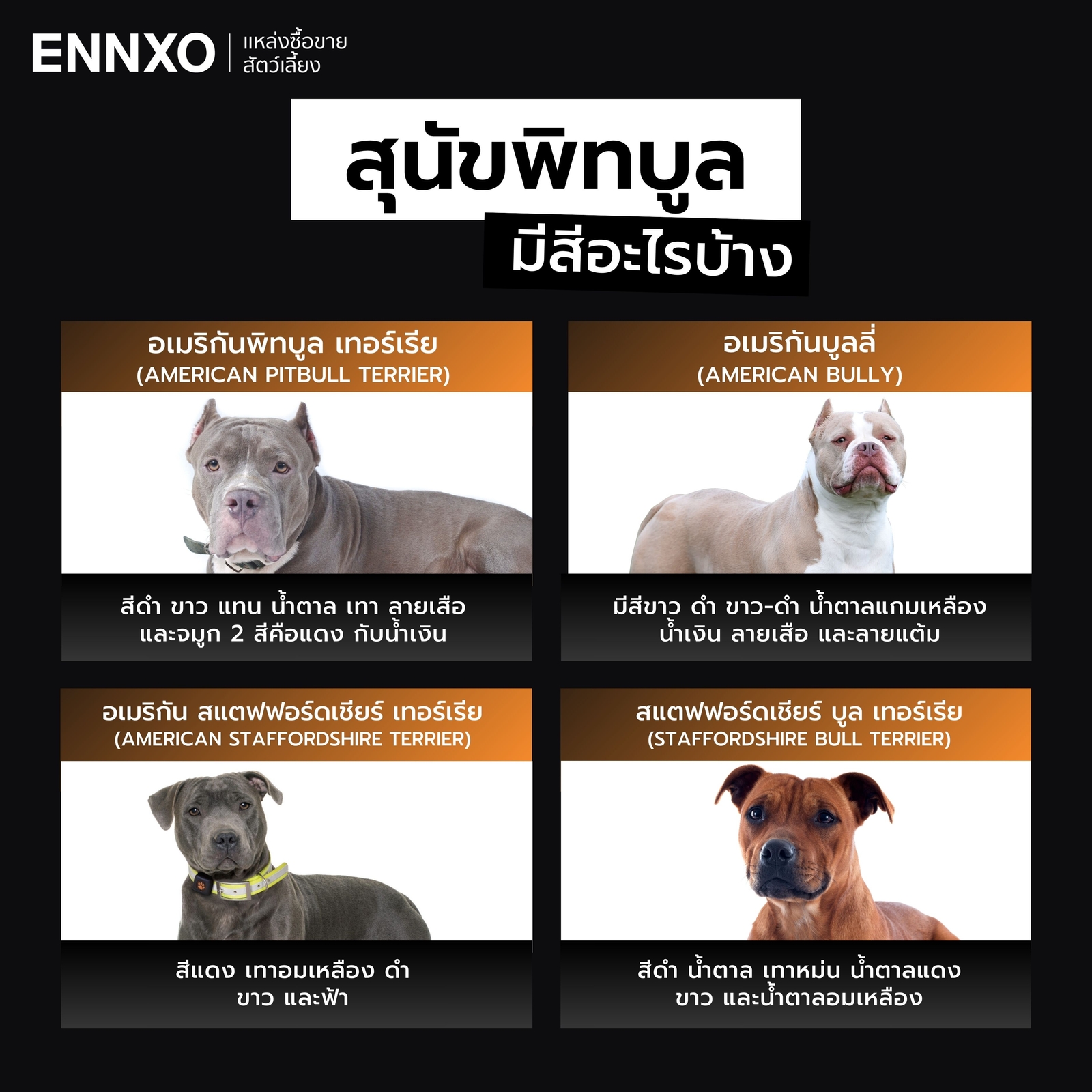 สุนัขพิทบูล มีสีอะไรบ้าง