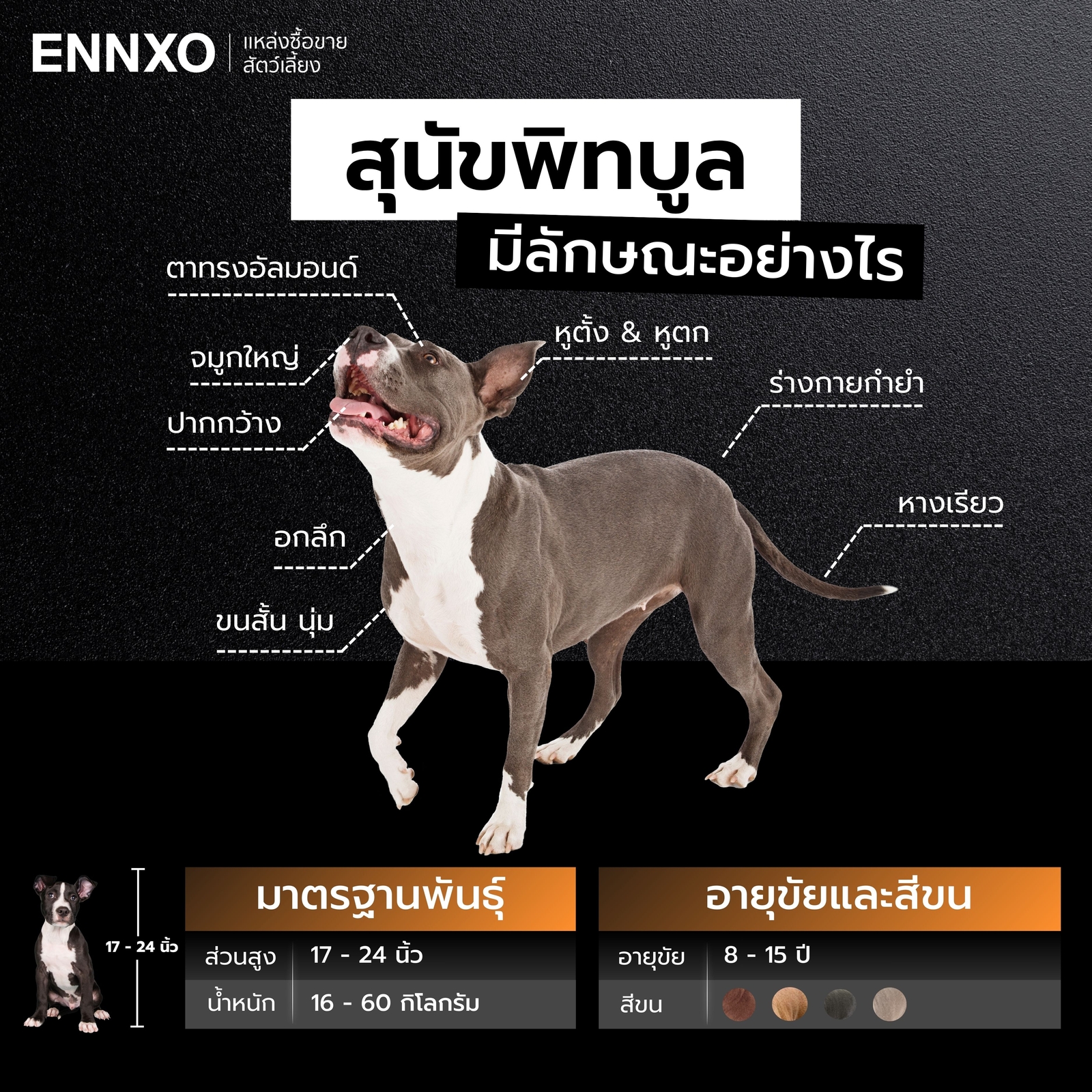 สุนัขพิทบูลแท้ ดูยังไง