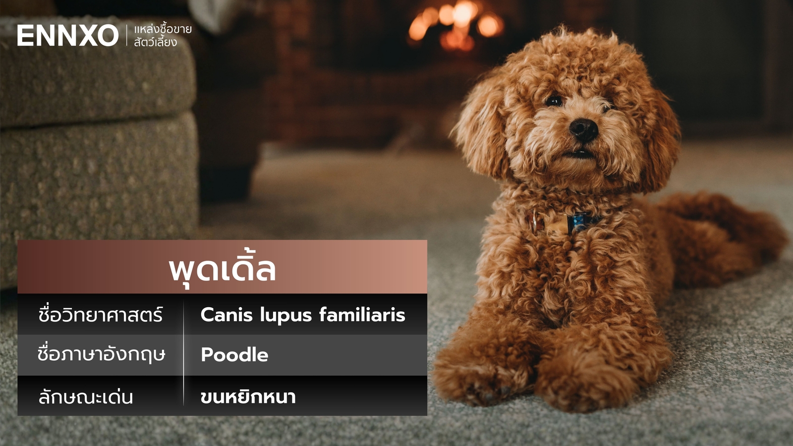 พุดเดิ้ล-ลักษณะเด่น