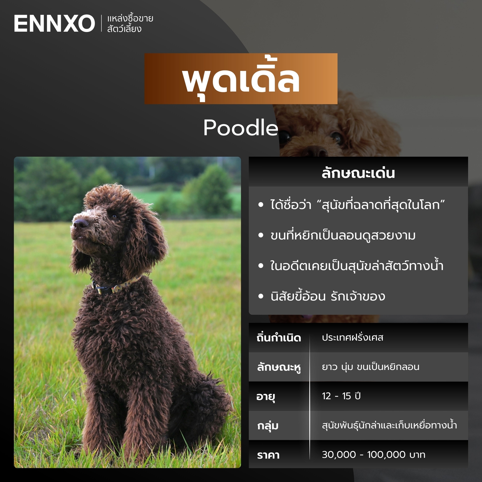 พุดเดิ้ล สุนัขพันธุ์หูยาว