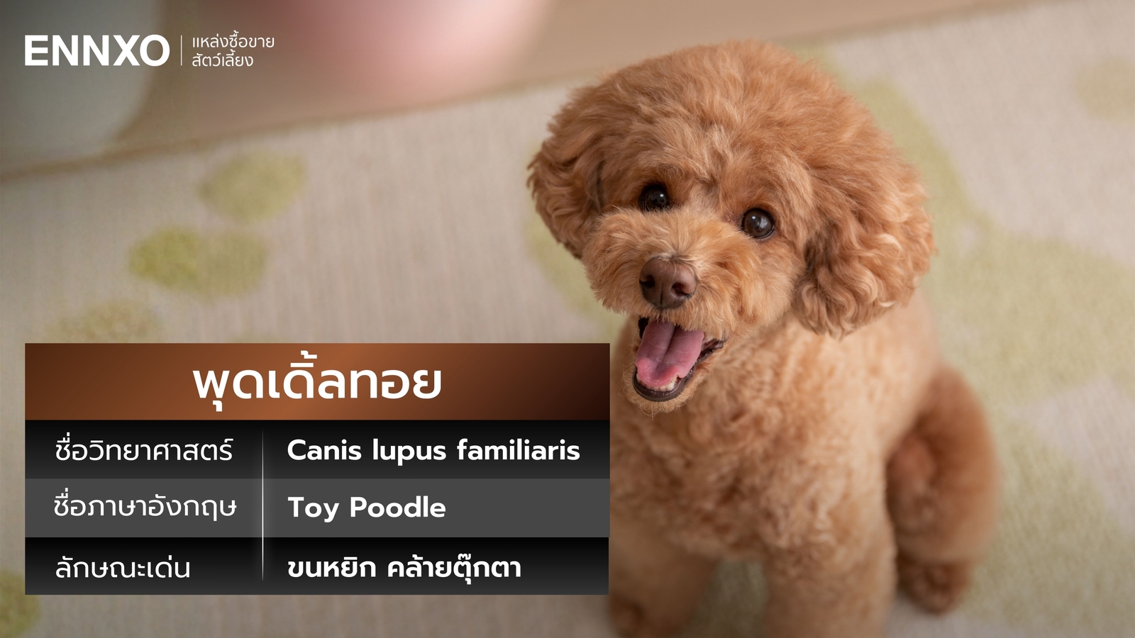 สุนัขพุดเดิ้ลทอย ภาษาอังกฤษ