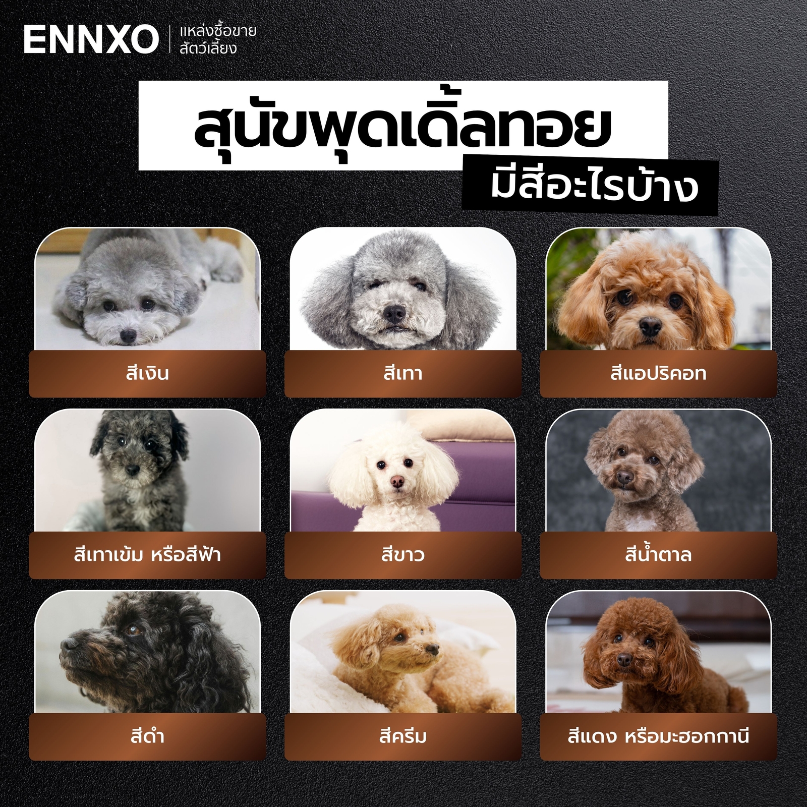 พุดเดิ้ลทอย มีกี่สี