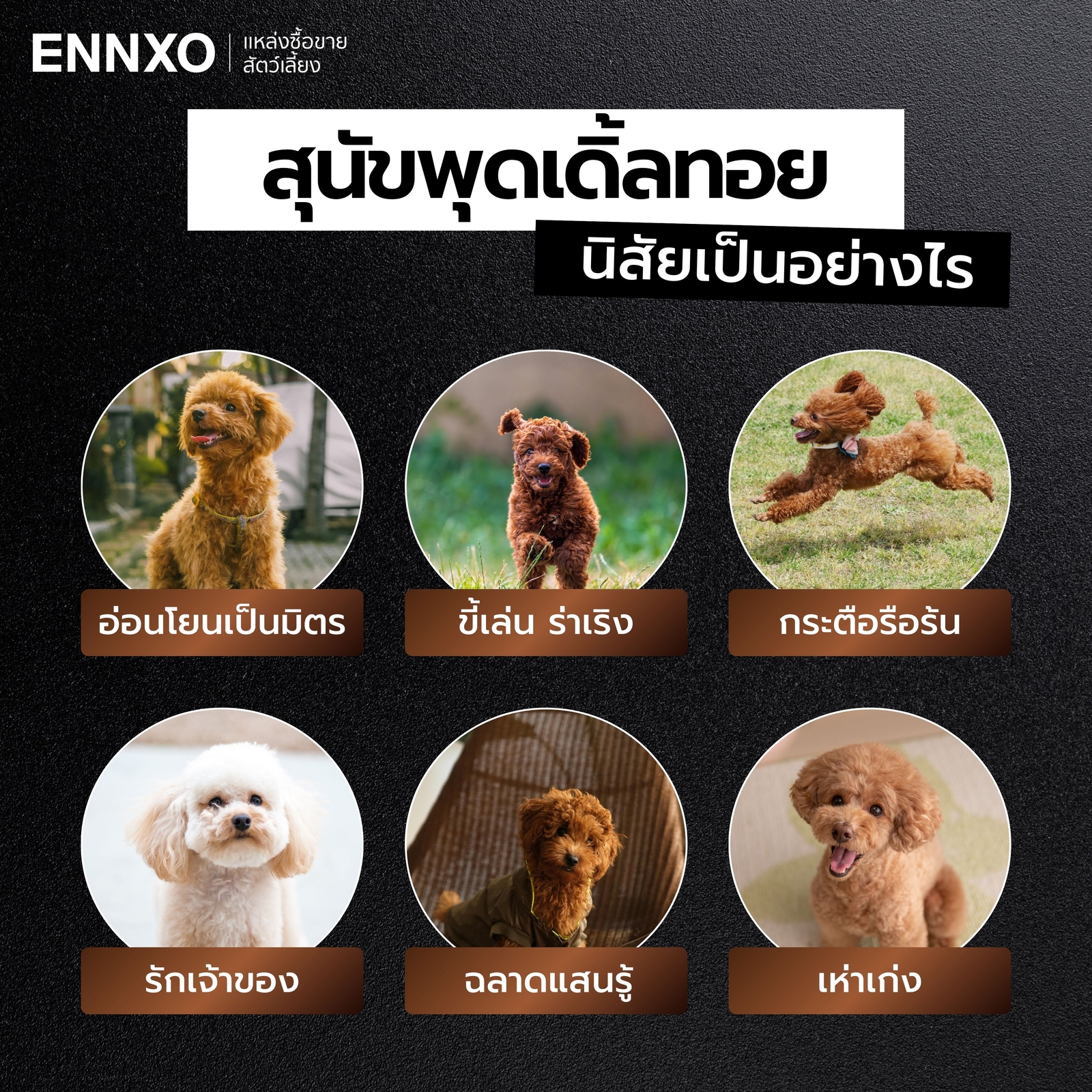 พุดเดิ้ลทอย นิสัย