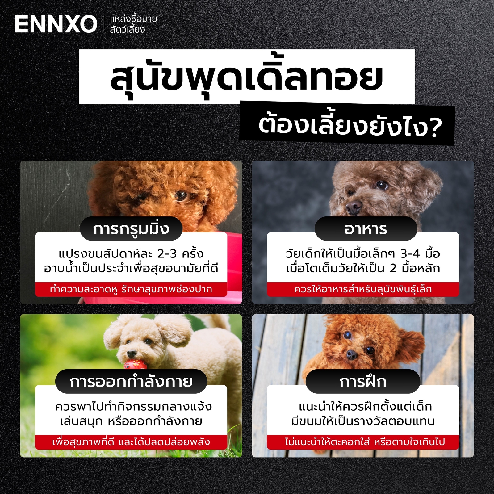 การดูแลพุดเดิ้ลทอย