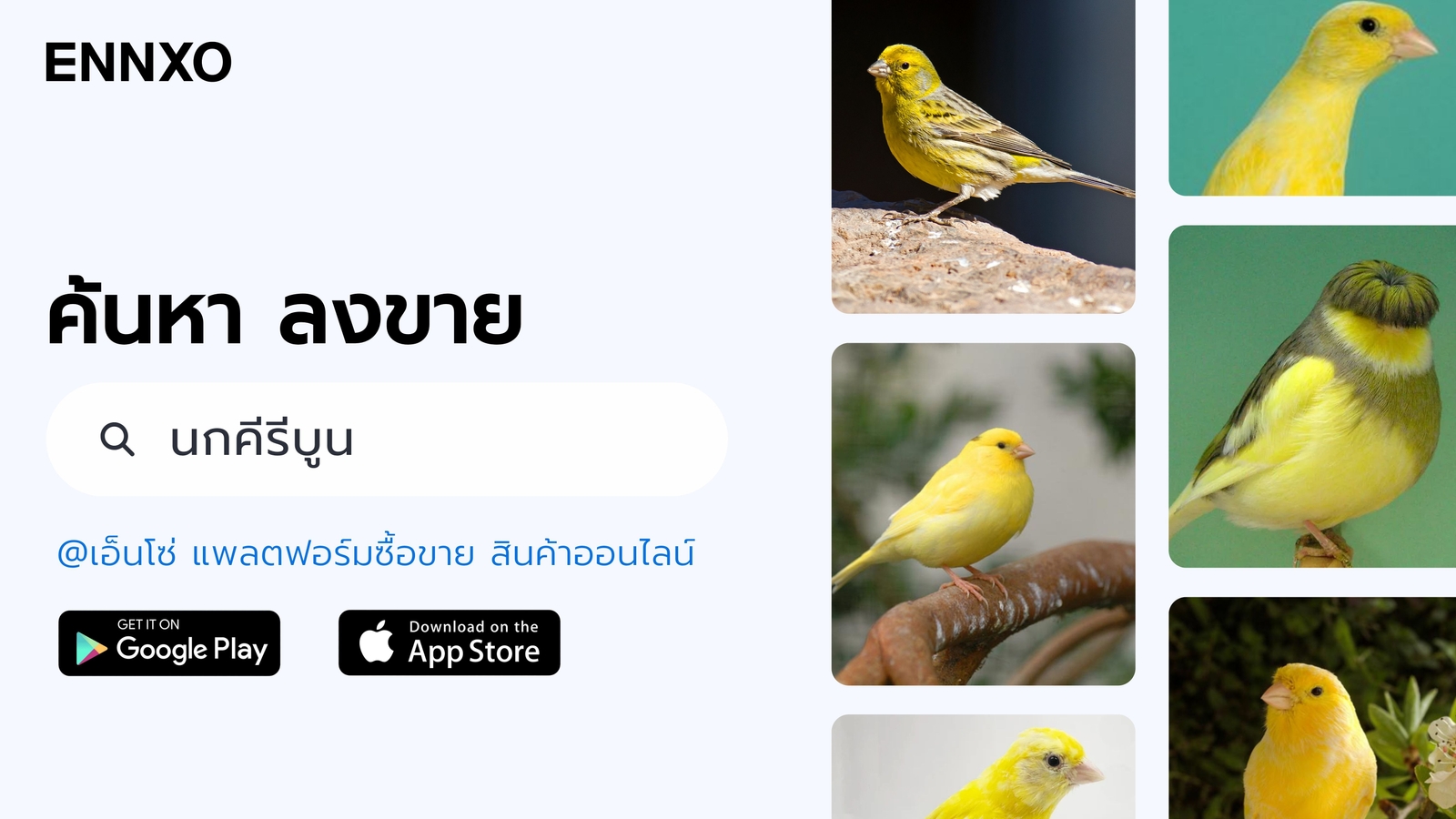 ฟาร์มนกคีรีบูน-กลอสเตอร์-norwich-ราคาถูก