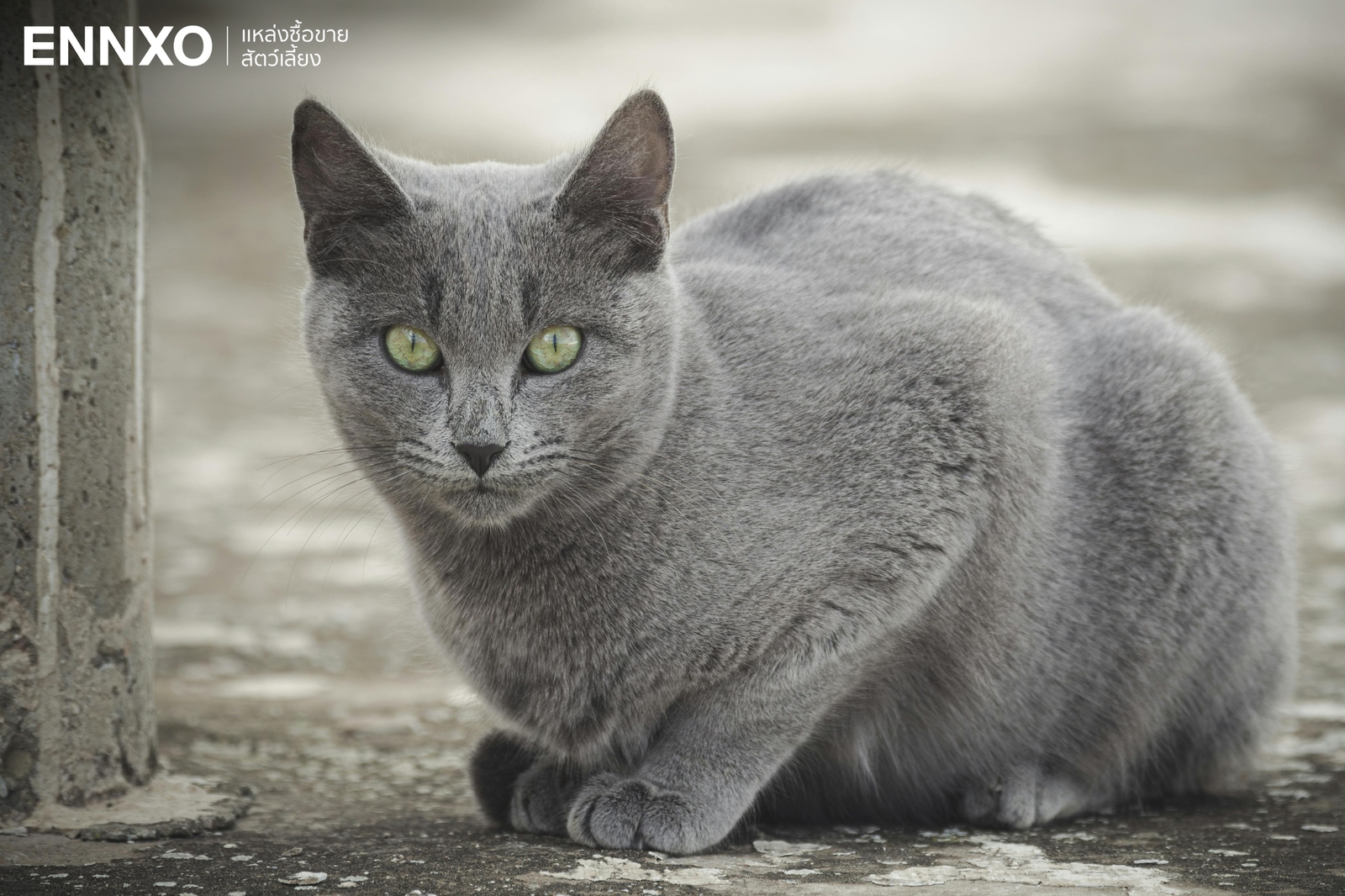 ภาพแมวรัสเซียนบลูสวยๆ