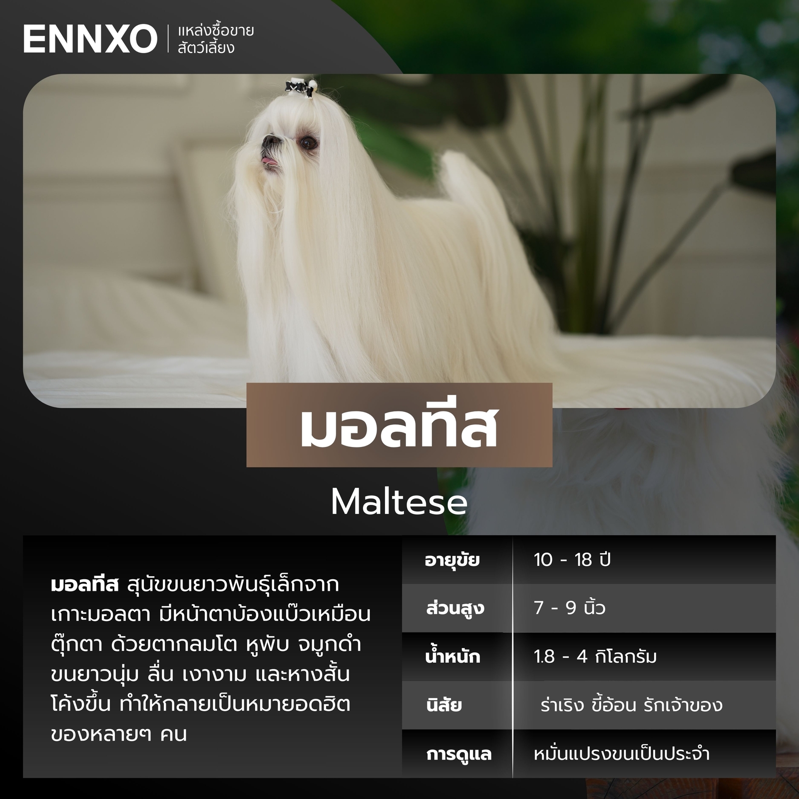 สุนัขมอลทีส สุนัขพันธุ์เล็กขนยาว