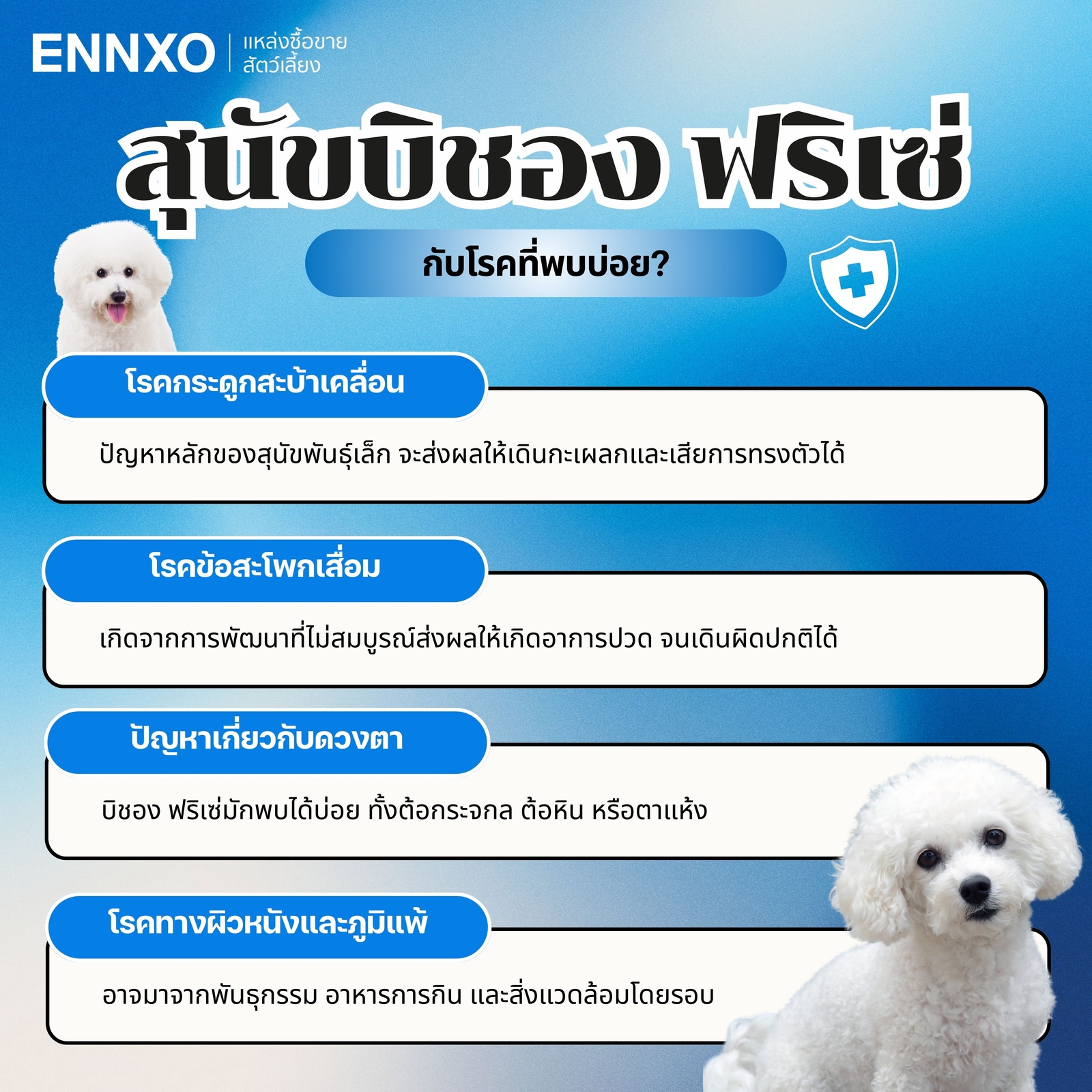 มินิบิชอง-ขนร่วงไหม