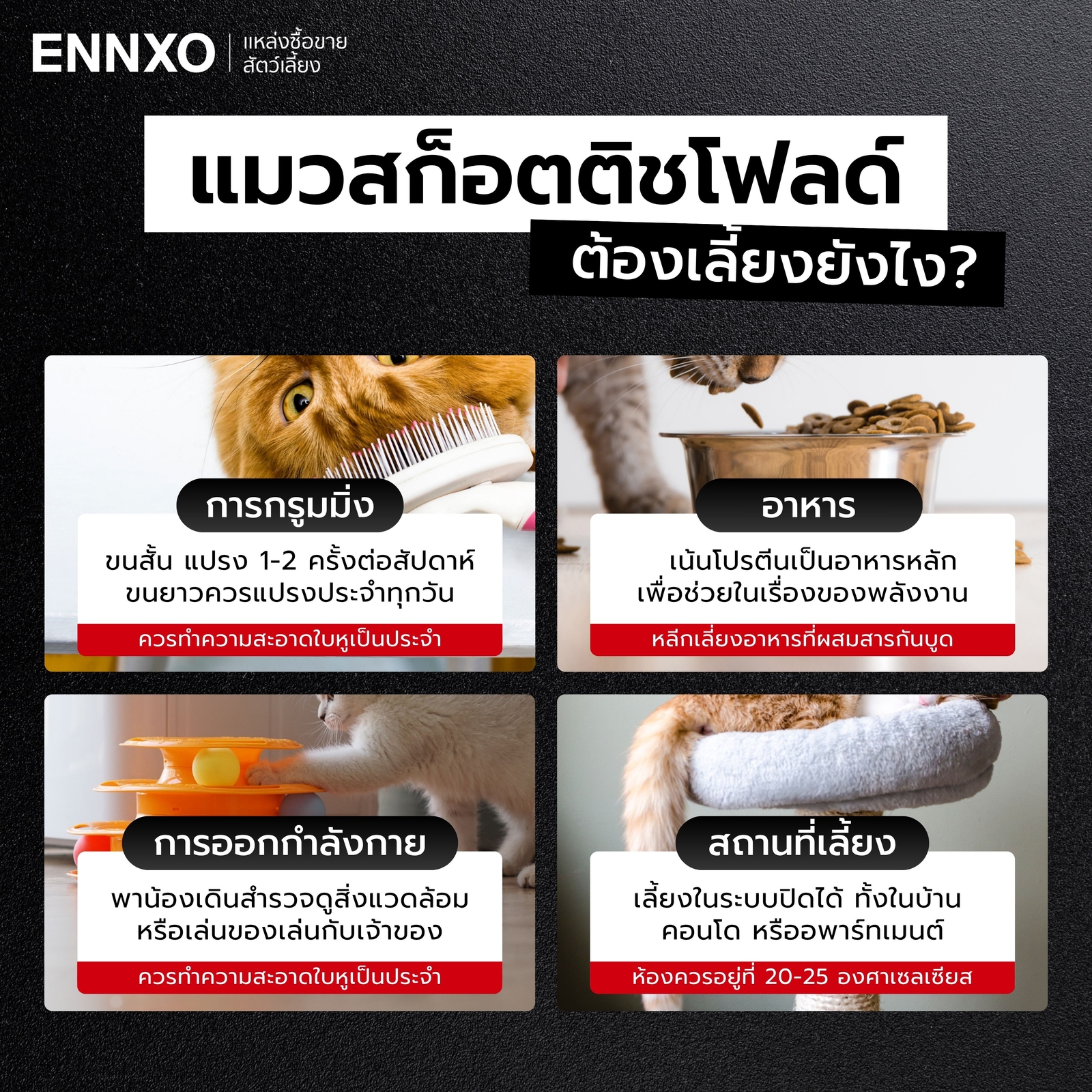 มือใหม่ เลี้ยงแมวสก็อตติช ต้องเตรียมตัวยังไง