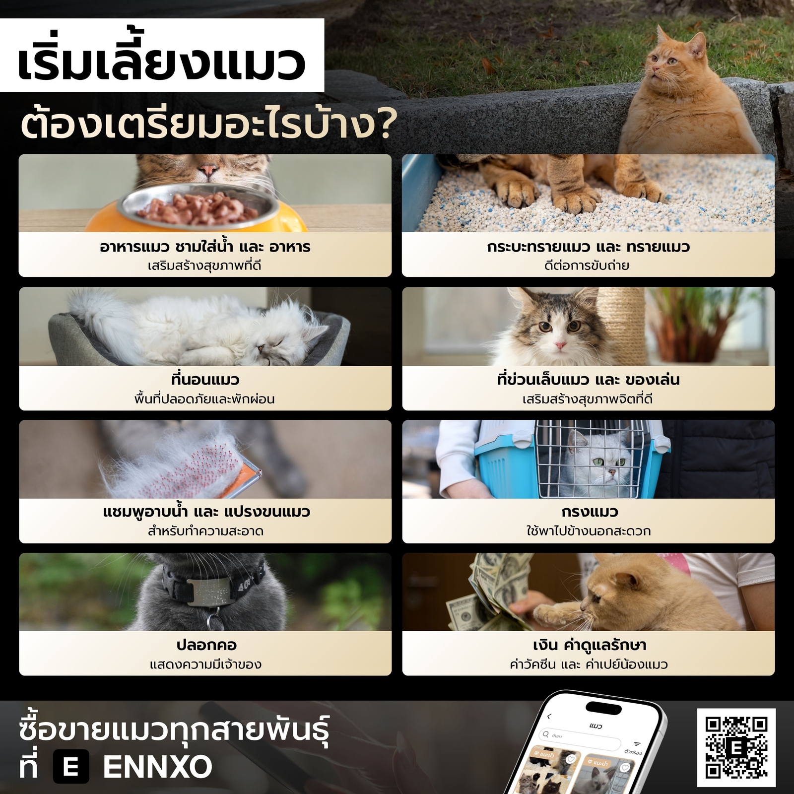 มือใหม่เลี้ยงแมว ต้องเตรียมอะไรบ้าง