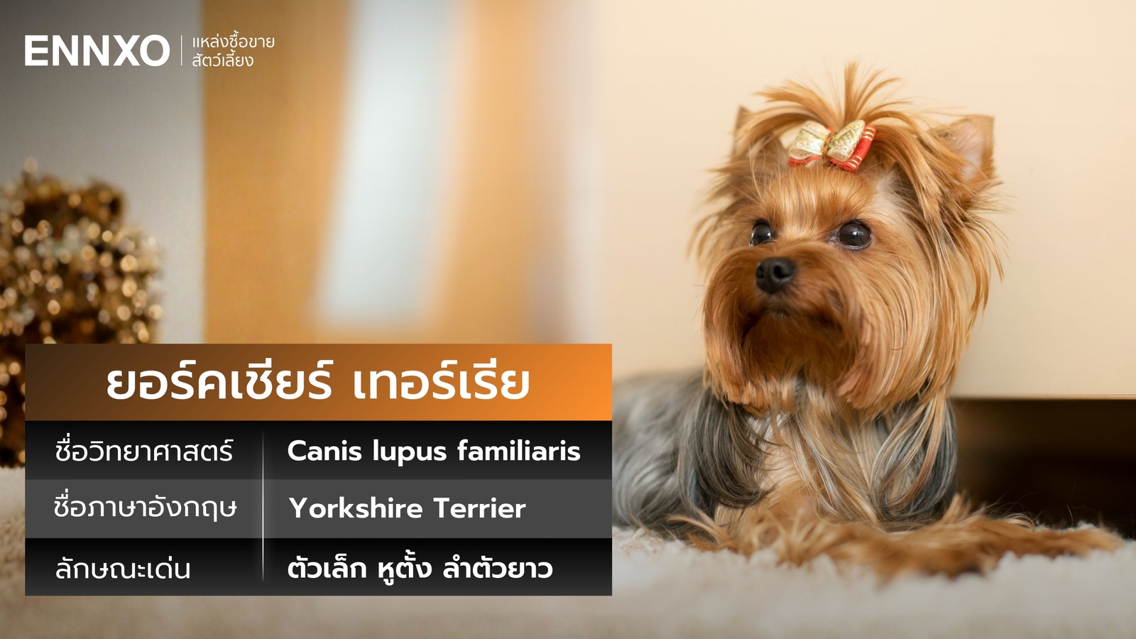 ยอร์คเชียร์ เทอร์เรีย ชื่อวิทยาศาสตร์