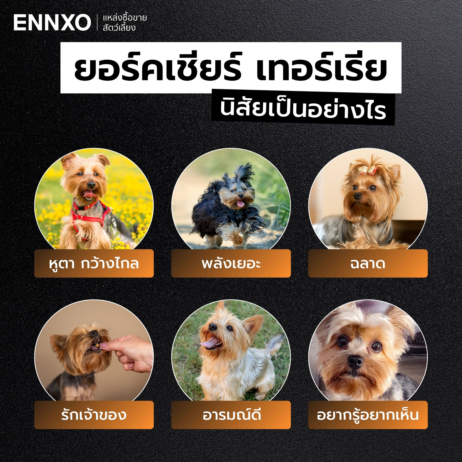 ยอร์คเชียร์ เทอร์เรีย นิสัยยังไง