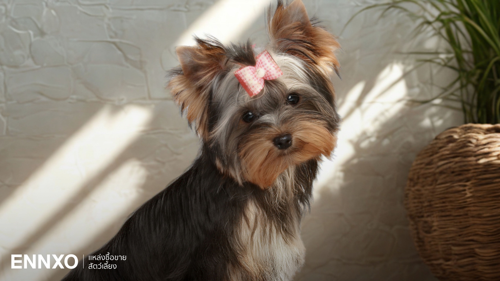 รู้จักยอร์คเชียร์ เทอร์เรีย นิสัย การดูแล และวิธีเลี้ยงสุนัขพันธุ์เล็ก